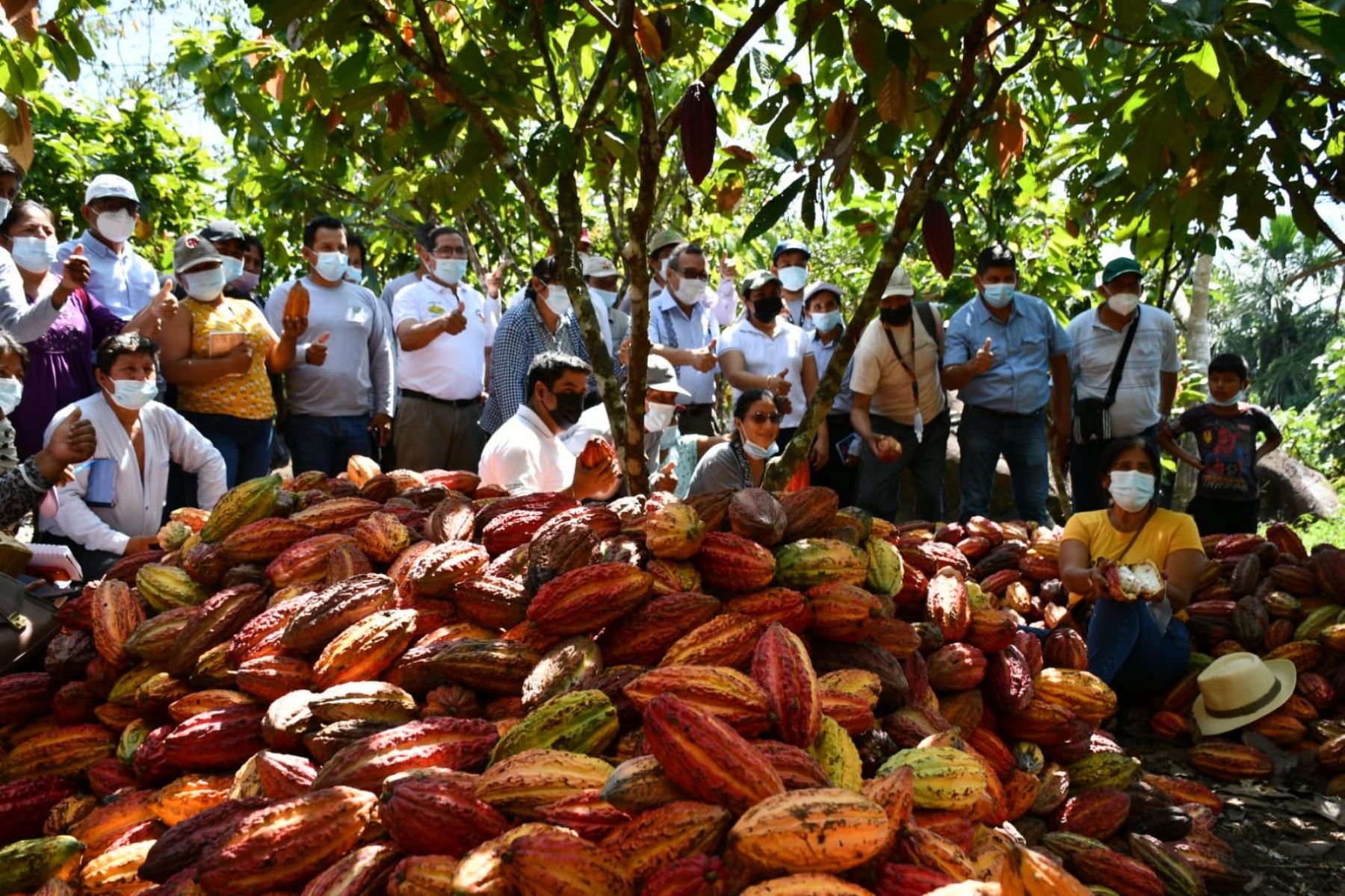 El cultivo de cacao no está exento de los peligros causados por el cambio climático. Foto: cortesía.
