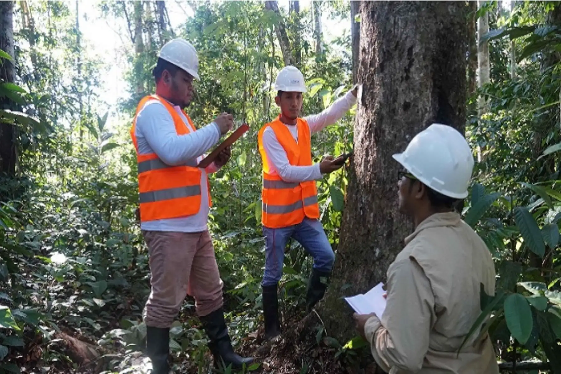 Partida presupuestal podrá ser utilizada para actividades orientadas a fortalecer la competitividad y el aprovechamiento sostenible de los recursos forestales y fauna silvestre.