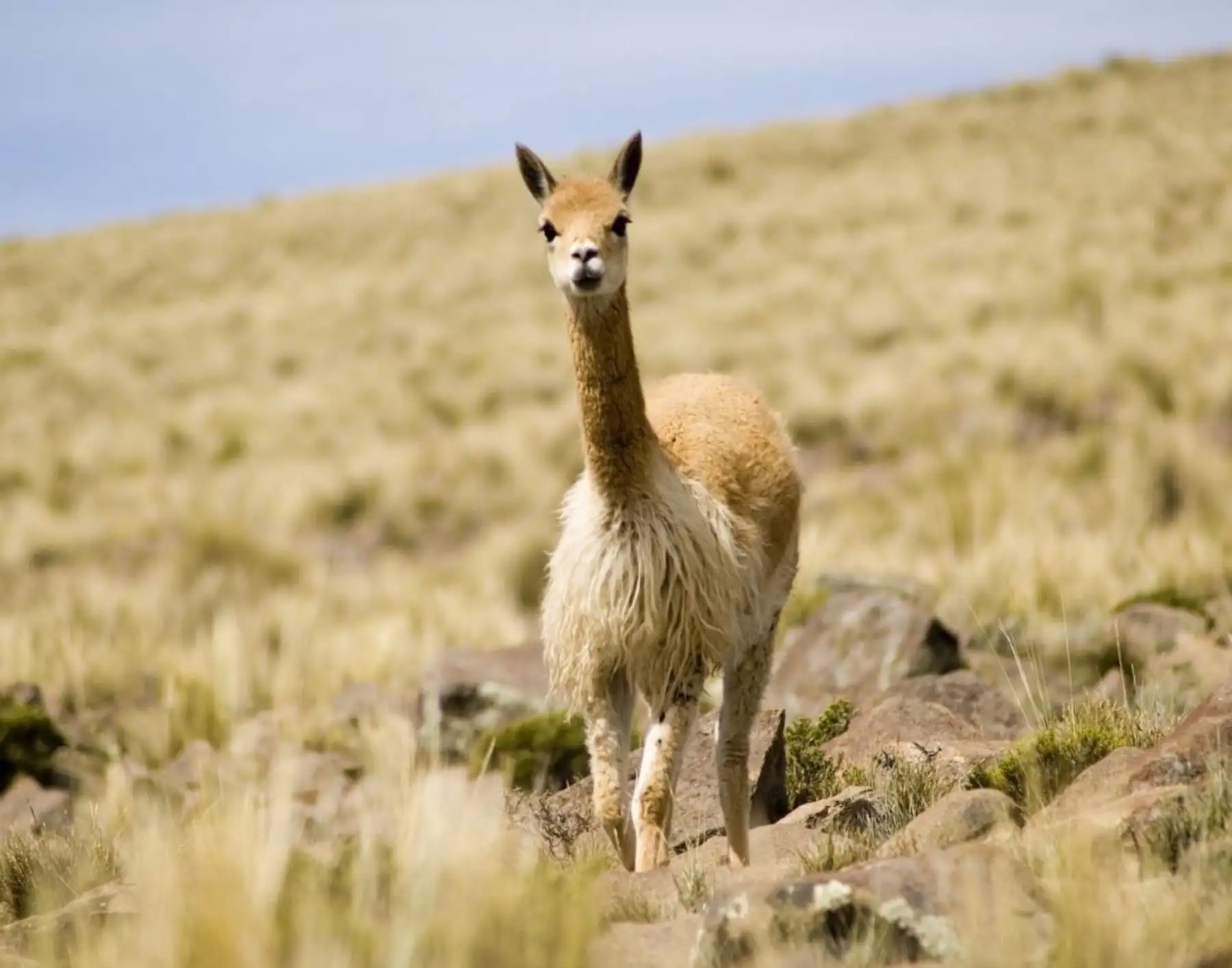 Serfor anuncia proyecto para impulsar el uso sostenible y protección de la vicuña en cuatro comunidades campesinas de Junín.