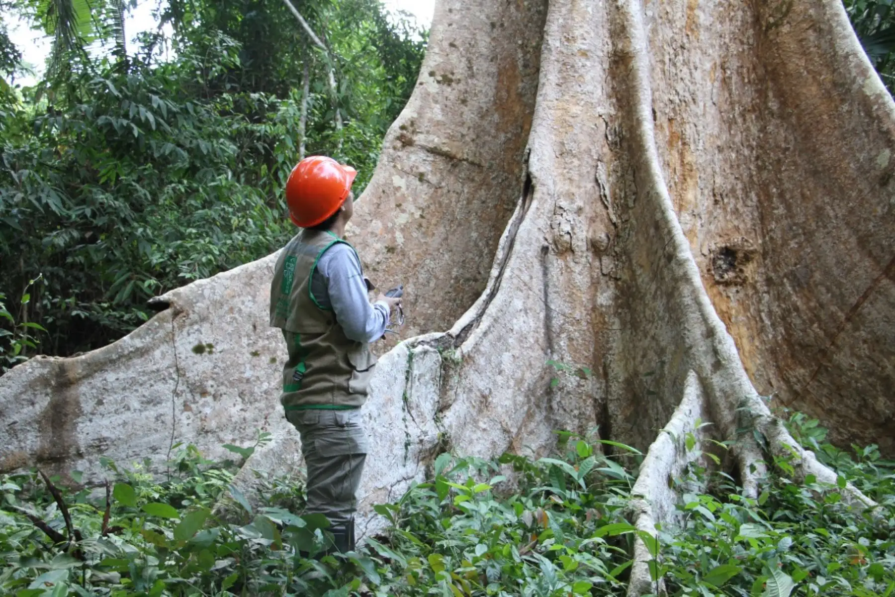 Osinfor: agilizan presentación de planes de manejo en regiones con plataforma Siado