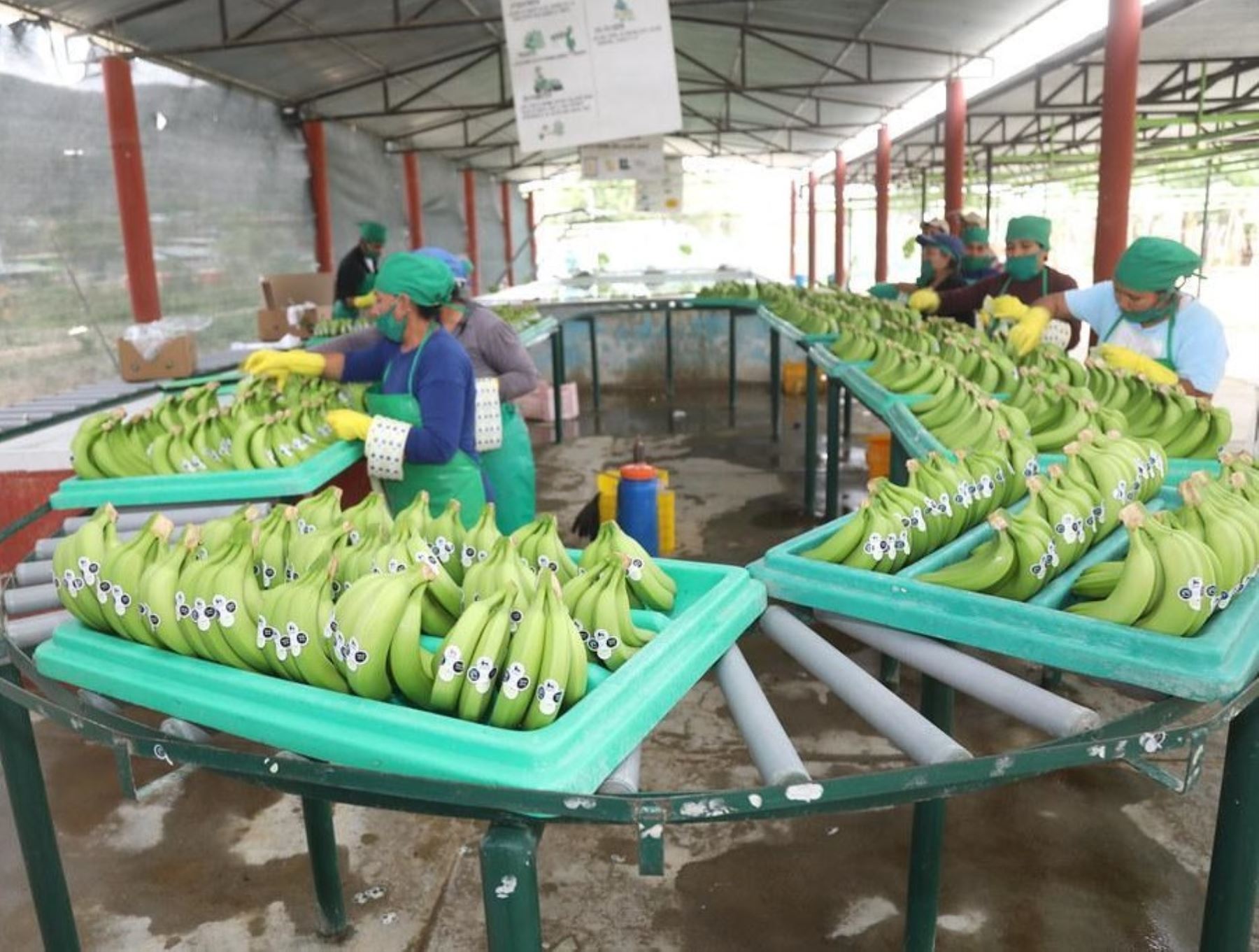 INIA genera tecnología para mejorar la calidad de la semilla clonal del banano. ANDINA/Difusión