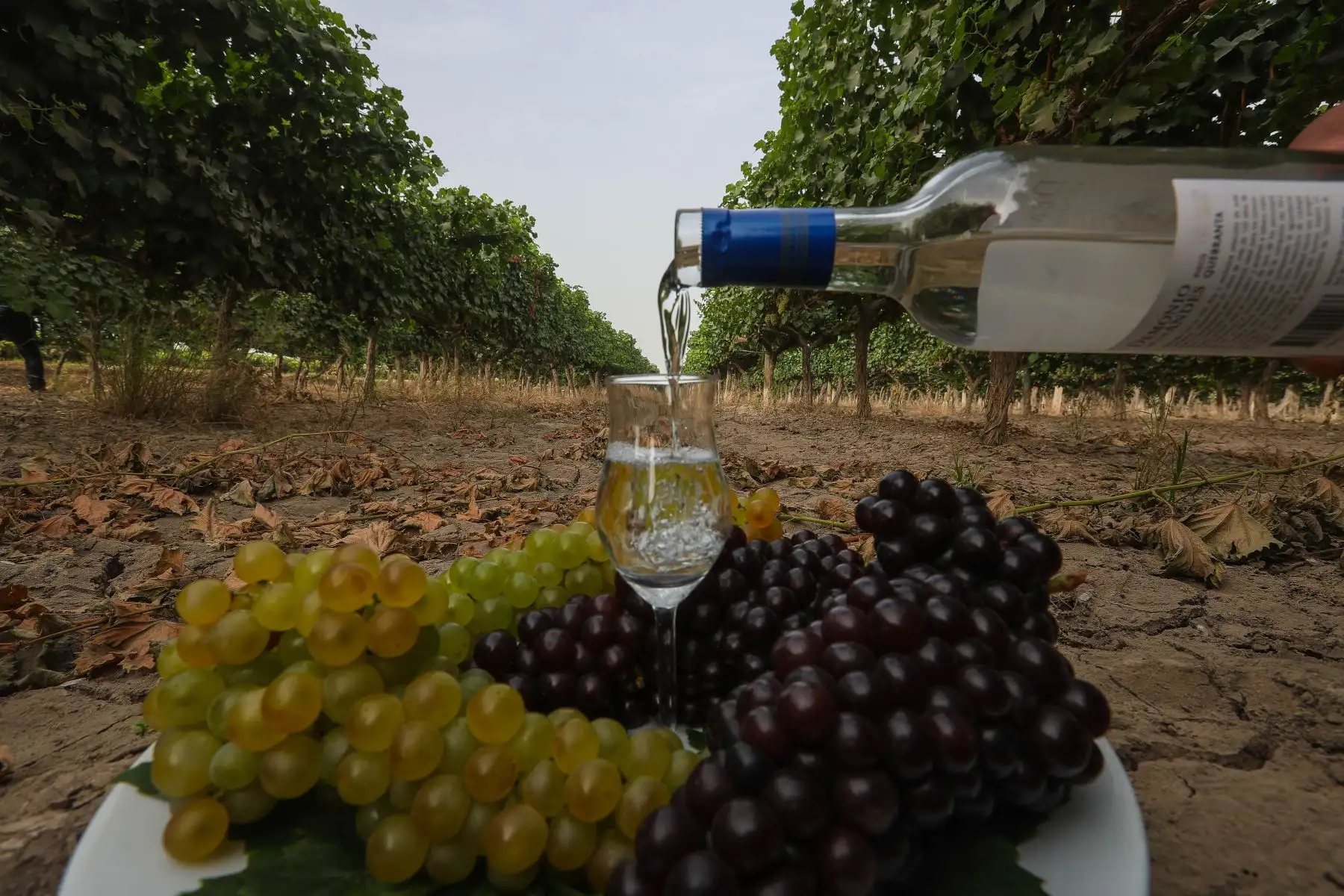 El pisco, nuestra bebida más emblemática, está presente en la historia del Perú desde hace más de 400 años. Foto: ANDINA/Jack Ramón