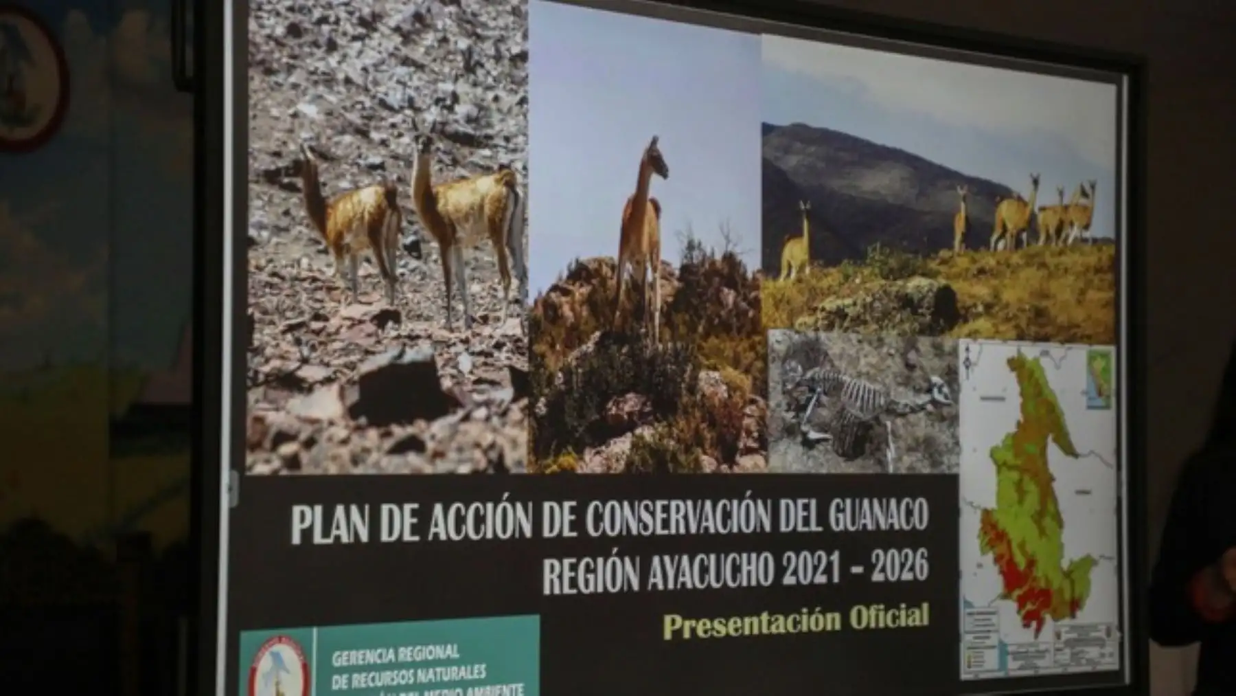 Ayacucho: socializan Plan de Acción de Conservación del Guanaco 2021-2026