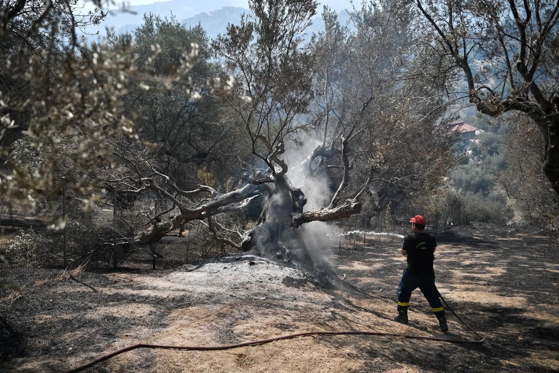 Un bombero riega un árbol quemado en Ziria, cerca de Patras.
Cerca de 300 bomberos, dos aviones bombarderos de agua y cinco helicópteros estaban luchando para apagar un incendio forestal en Grecia.
Foto: AFP