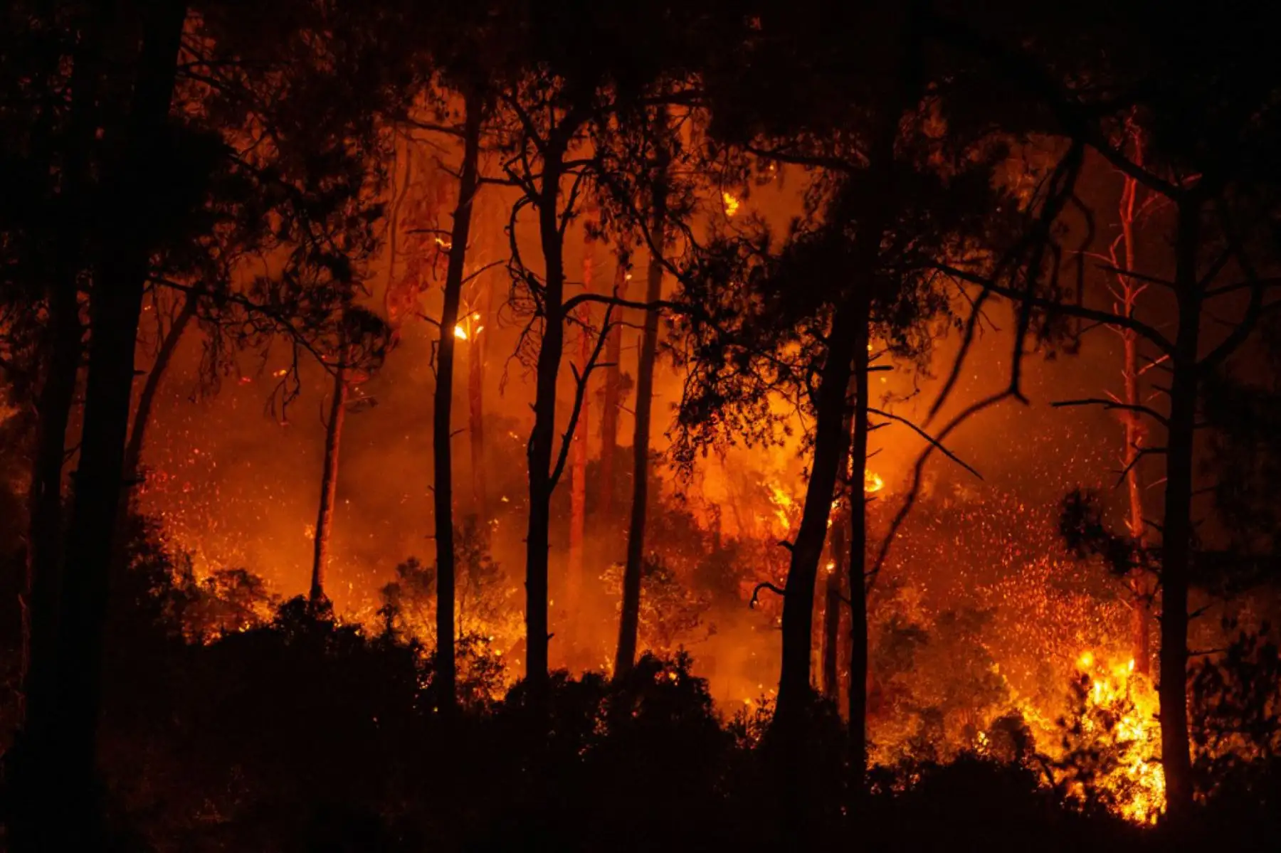 Una fotografía muestra un bosque en llamas cuando un enorme incendio arrasó un centro turístico mediterráneo en el distrito Marmaris de Mugla, Turquía.

Foto: AFP