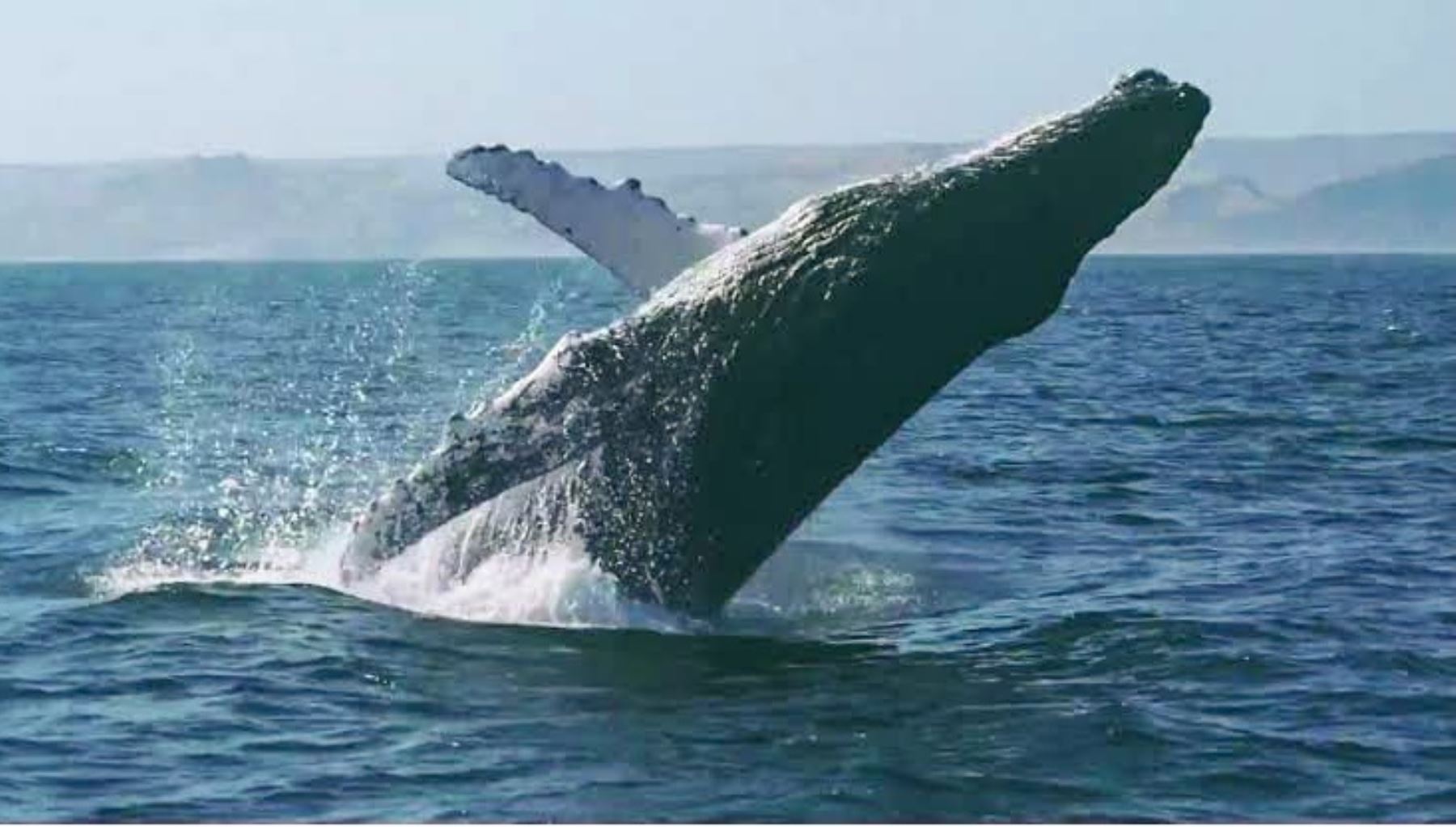 Tumbes: gobierno regional promueve tours de avistamiento de ballenas jorobadas