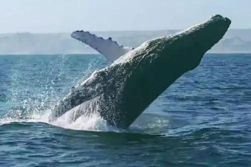 El calentamiento global es el nuevo enemigo que amenaza la existencia de las ballenas jorobadas. Cortesía