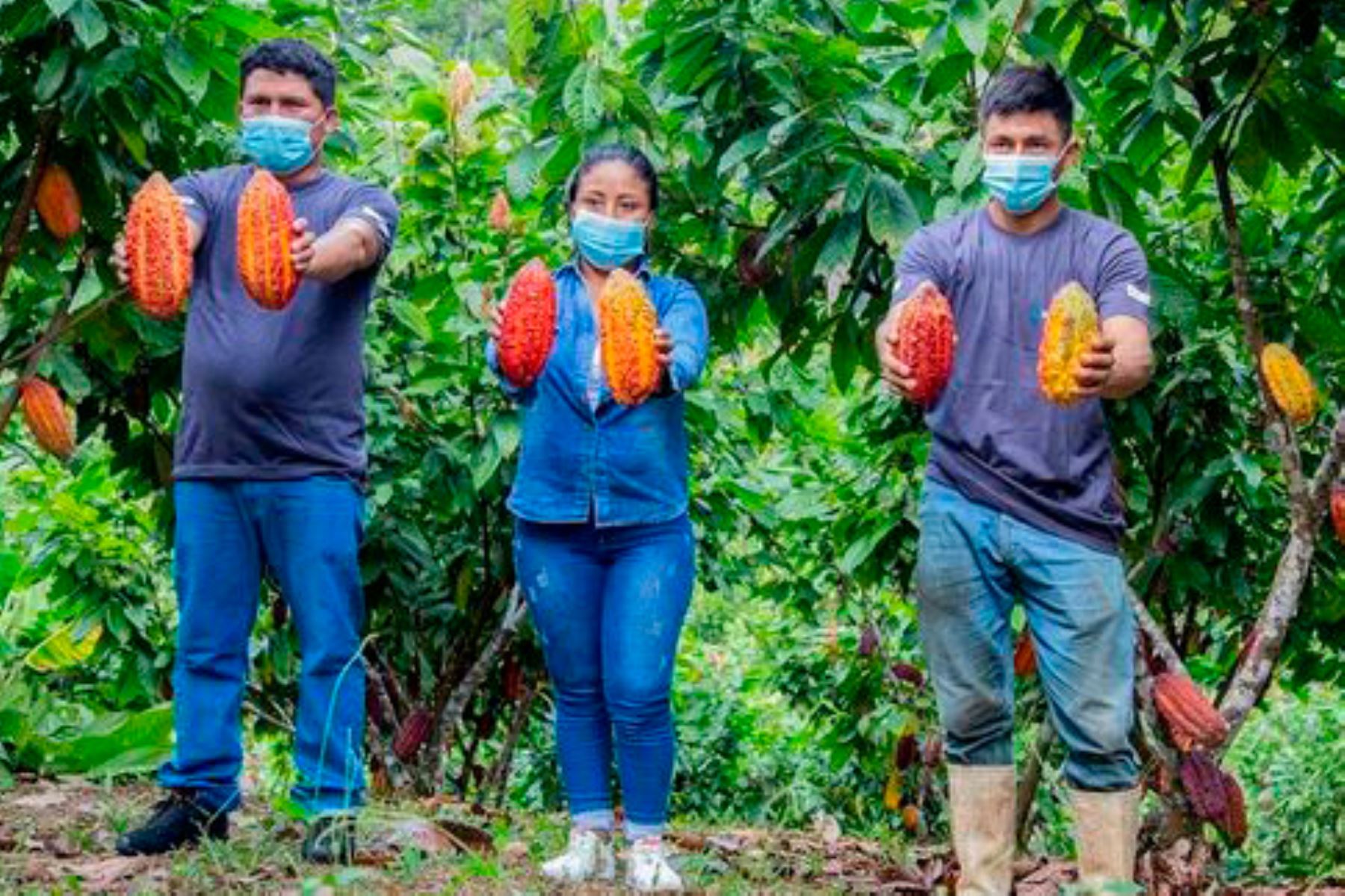 Los créditos son exclusivamente para capital de trabajo de las parcelas de cacao, precisa Devida. Foto: ANDINA/Devida