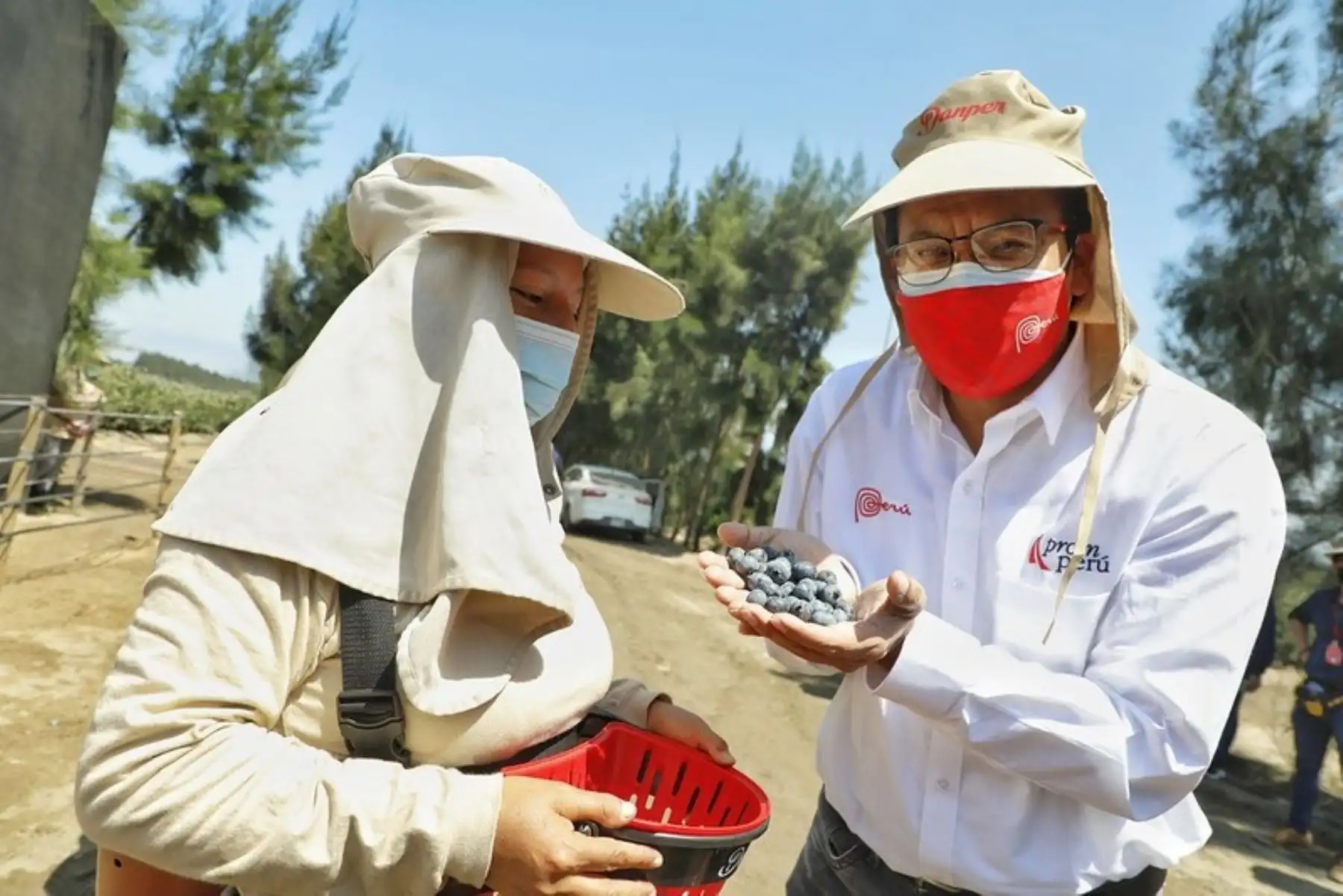 Ministro de Comercio Exterior y Turismo, Roberto Sánchez, realiza visita de trabajo a cultivos de agroexportación en la región de La Libertad. Foto: Cortesía.