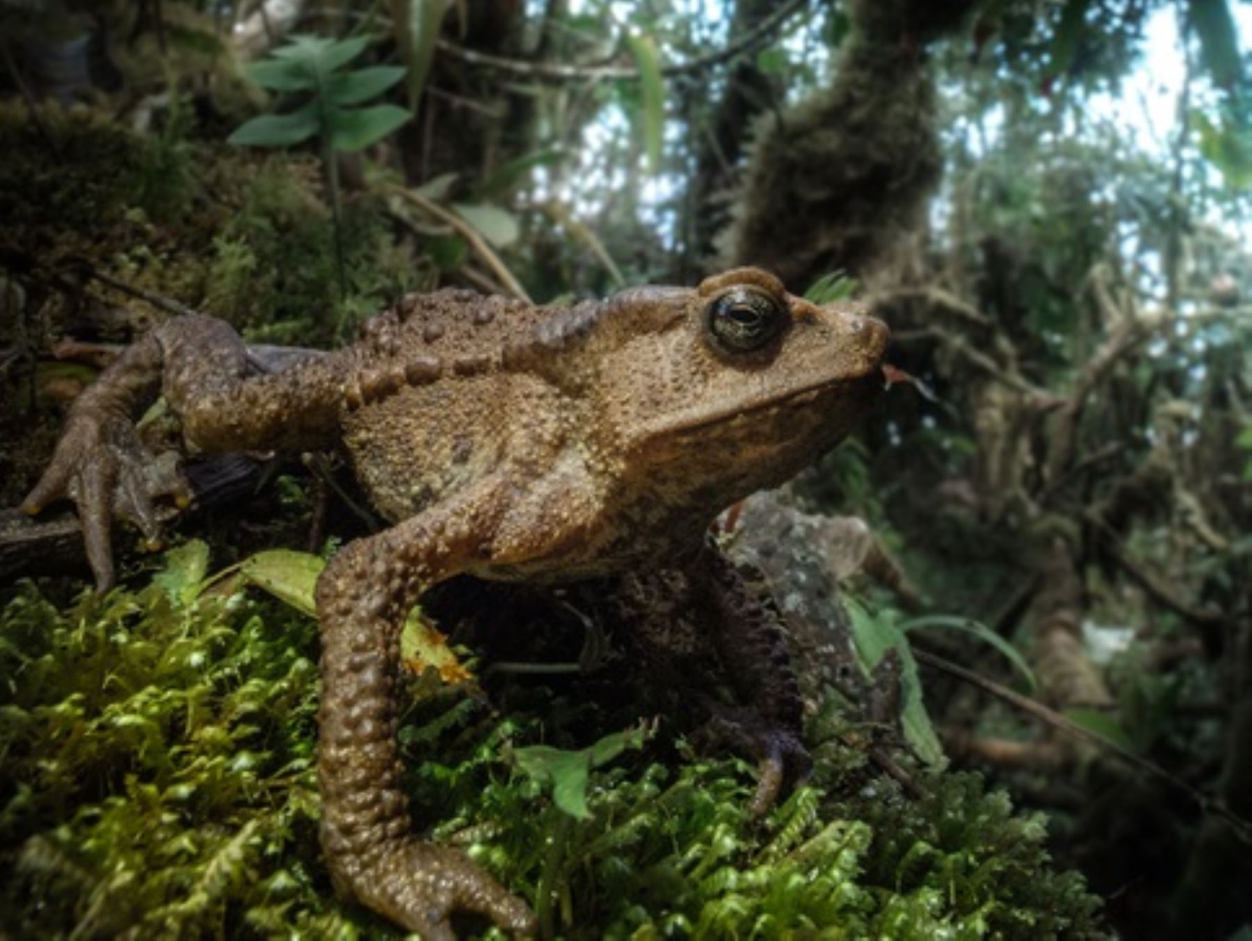 Investigadores registran 26 nuevas especies de anfibios y reptiles en el Santuario Nacional Cordillera de Colán, ubicado en Amazonas. Foto: Cortesía Pablo Venegas
