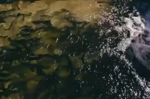 ANDINA/Difusión.Avance científico: Investigadores peruanos desarrollan la primera vacuna para peces