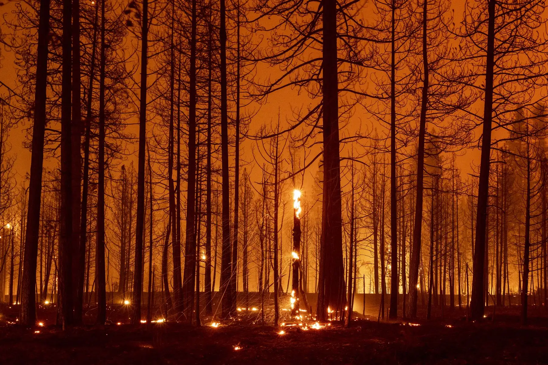 Los árboles arden y durante el incendio de Dixie cerca de Greenville, California. El incendio de Dixie ha quemado más de 250,000 acres y continúa acercándose a las comunidades residenciales. Foto: AFP