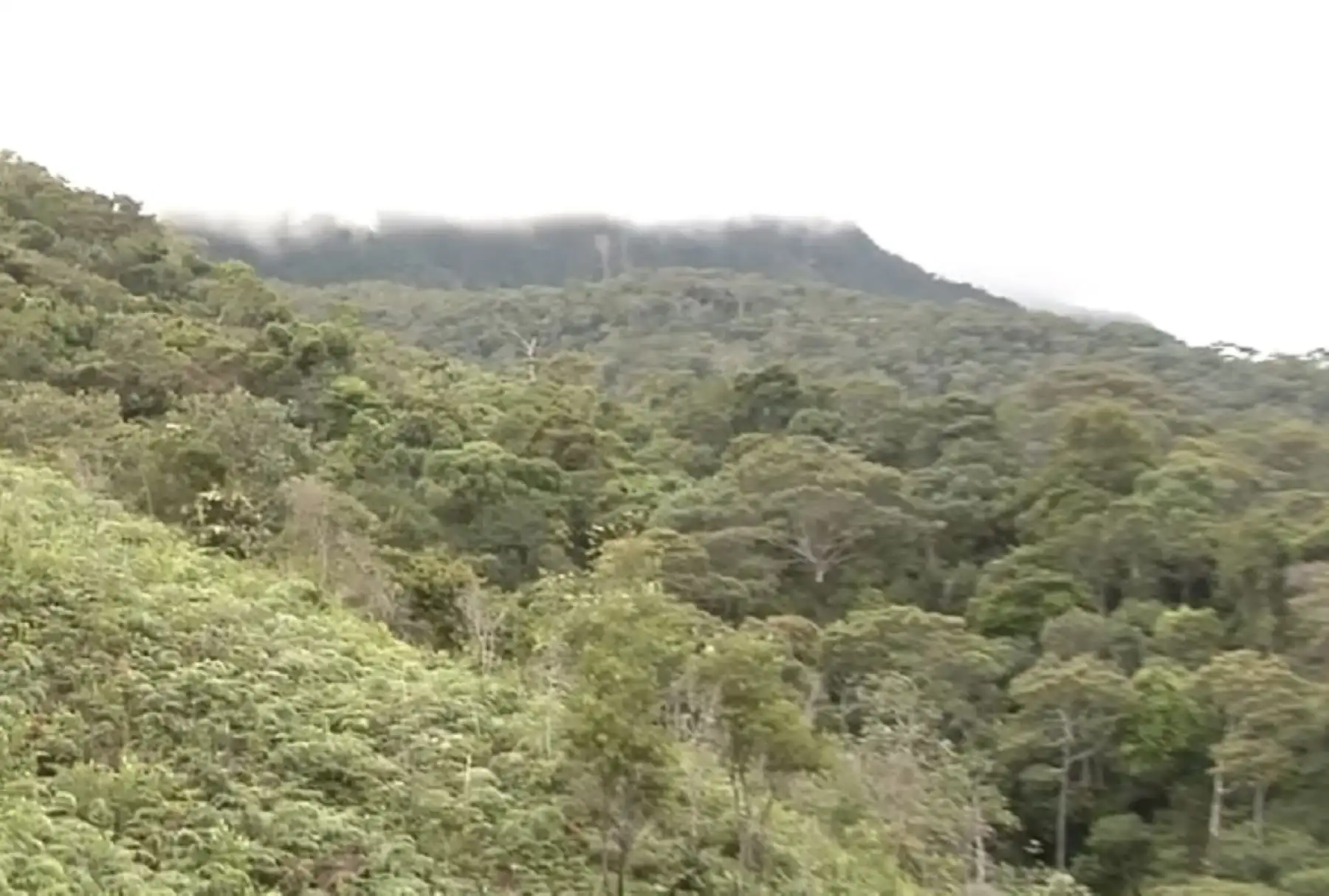 Bosques de Marona es la primera concesión de conservación forestal otorgada a una ronda campesina en la región San Martín. Después de cuatro años de indesmayable trabajo de sus integrantes logró recuperar 70 hectáreas degradadas de bosque con el apoyo del Serfor y del Gobierno Regional.