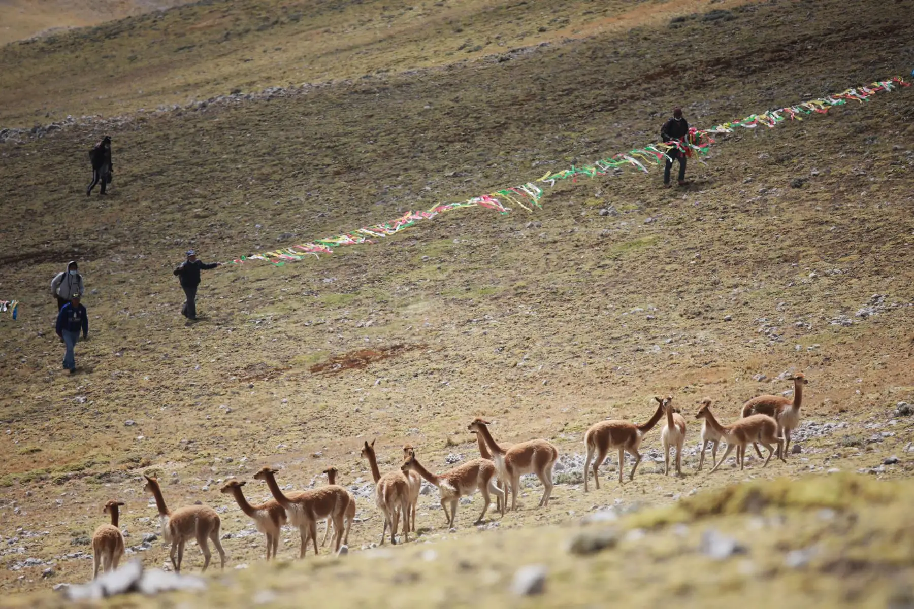 Realizan tradicional chaccu de vicuñas  en la comunidad campesina de Huayhuay, en la provincia de Yauli en Junín. En total se logró reunir  19 kilos y 800 gramos de la preciada fibra de vicuña. 
Foto: Cortesía Pedro Tinoco Realizan tradicional chaccu de vicuñas  en la comunidad campesina de Huayhuay, en la provincia de Yauli en Junín. En total se logró reunir  19 kilos y 800 gramos de la preciada fibra de vicuña. 
Foto: Cortesía Pedro Tinoco