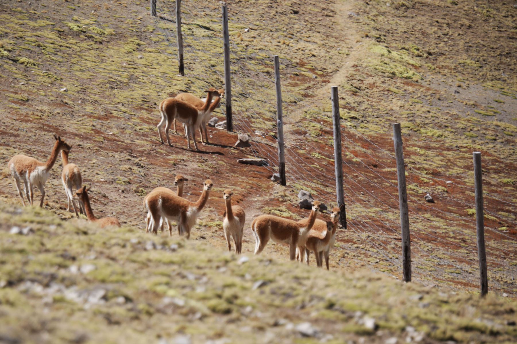 Más de cien pobladores lograron atrapar 280 vicuñas durante el ancestral chaccu desarrollado en el paraje Coricancha, región Junín. Foto: ANDINA/Difusión