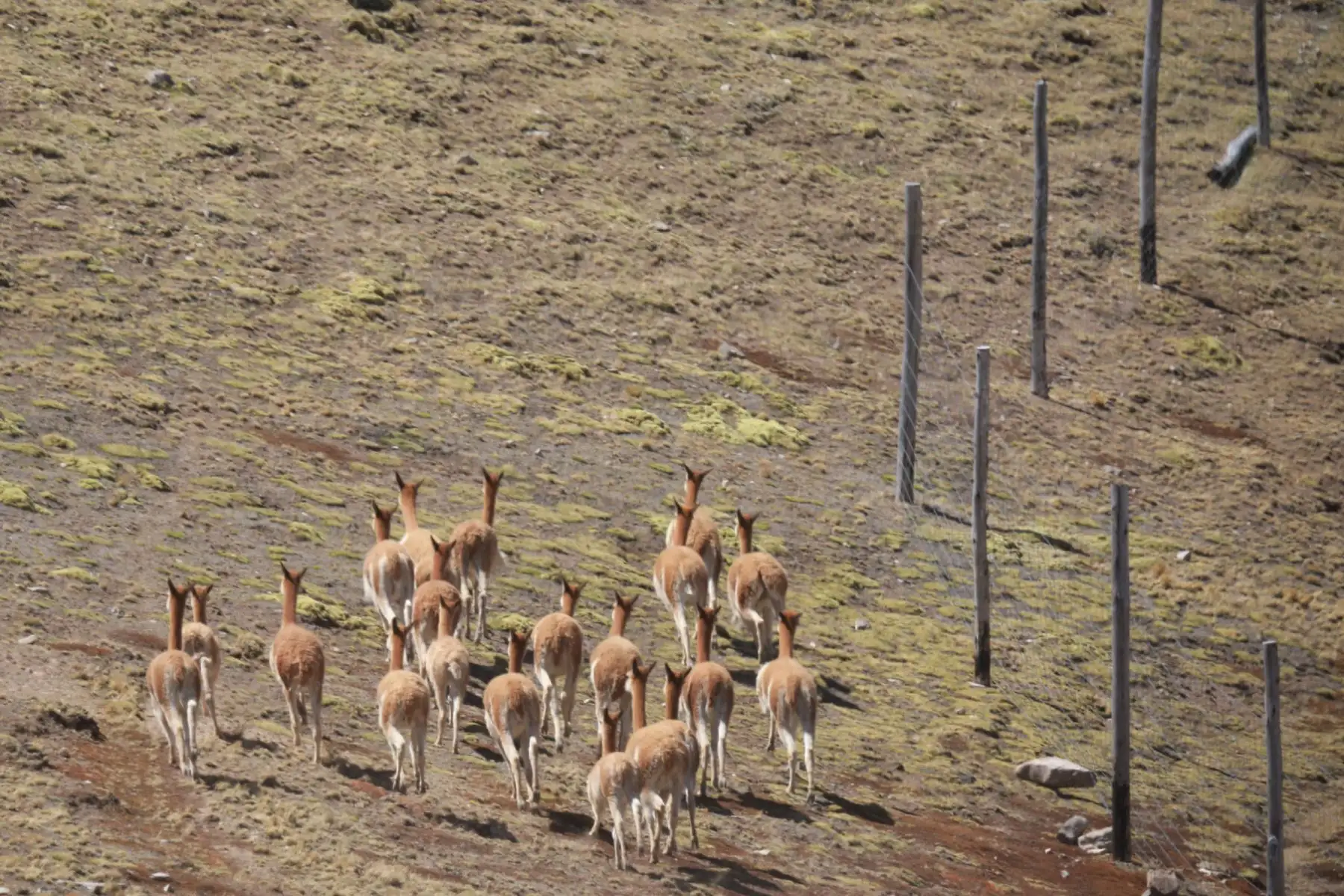 El chaccu se desarrolló gracias a la Resolución Directoral N° 100-2021 GRJ-DRA-DR que aprueba el cronograma de captura y esquila de vicuñas vivas en la región Junín para el año 2021 que son más de 70 a nivel regional.  
Foto: Cortesía Pedro Tínoco El chaccu se desarrolló gracias a la Resolución Directoral N° 100-2021 GRJ-DRA-DR que aprueba el cronograma de captura y esquila de vicuñas vivas en la región Junín para el año 2021 que son más de 70 a nivel regional.  
Foto: Cortesía Pedro Tínoco