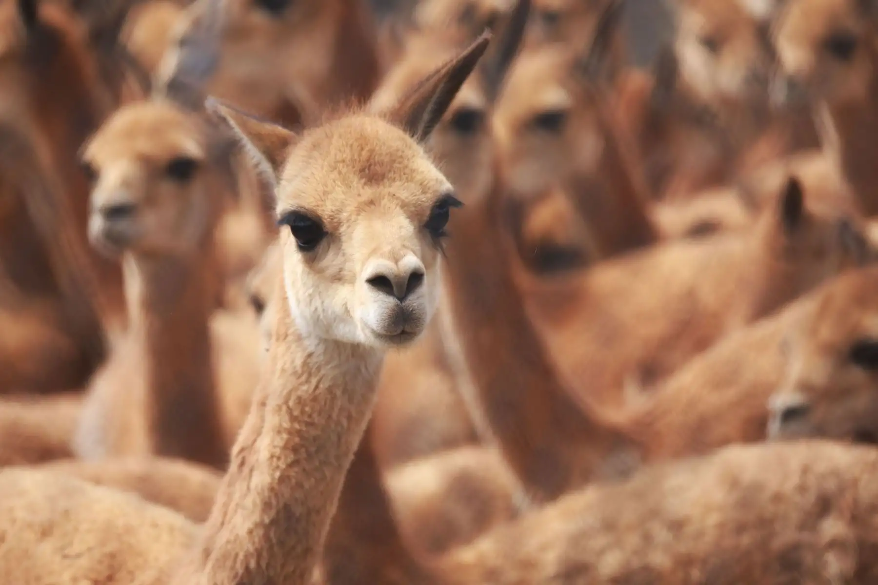La vicuña, especie originaria de los andes y símbolo del Perú, posee la lana más fina del mundo.Foto:  ANDINA/Difusión