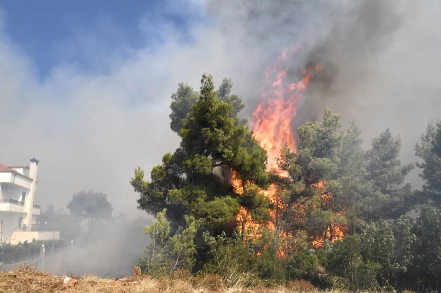 Esta fotografía tomada el 6 de agosto de 2021 muestra árboles en llamas mientras un incendio se propaga cerca de las casas en Ippokratios Politia, a unos 30 kilómetros al norte de Atenas. - Cientos de bomberos lucharon contra un incendio en las afueras de Atenas el 6 de agosto mientras decenas de incendios se desataban en Grecia. Foto: AFP