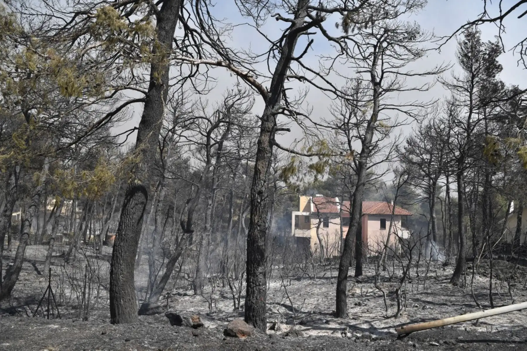 Esta fotografía tomada el 6 de agosto de 2021 muestra árboles quemados que rodean una casa en Ippokratios Politia, a unos 30 kilómetros al norte de Atenas. - Cientos de bomberos lucharon contra un incendio en las afueras de Atenas el 6 de agosto mientras decenas de incendios se desataban en Grecia. Foto: AFP