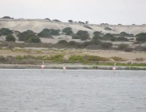 El Estuario de Virrilá, ubicado en la provincia piurana de Sechura, es el último humedal de Perú reconocido oficialmente como sitio Ramsar por la Convención de Humedales de Importancia Internacional. ​ANDINA/Difusió