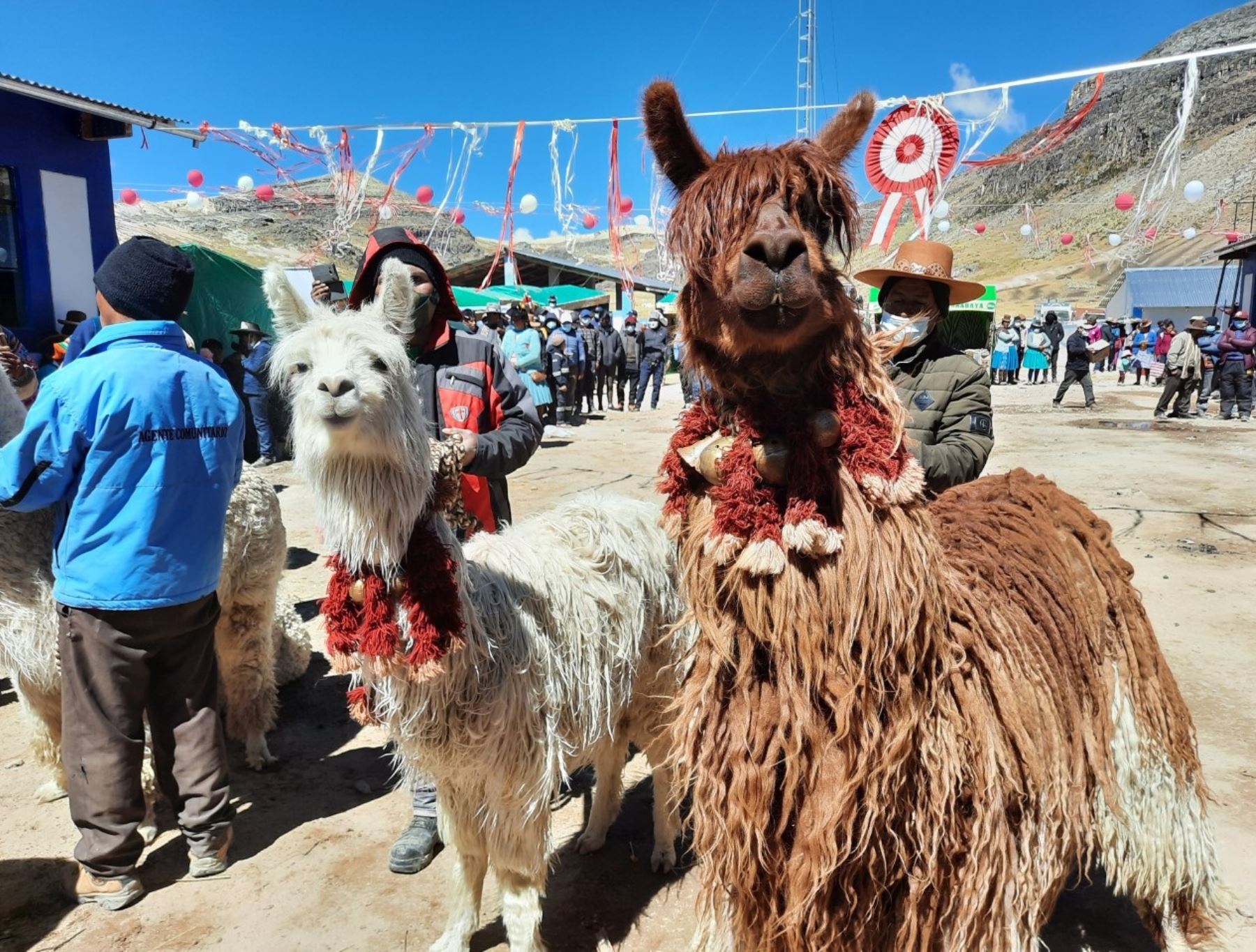 Orgullo peruano: la fibra de alpaca más fina del mundo está en poblado  puneño de Quelcaya | Noticias | Agencia Peruana de Noticias Andina