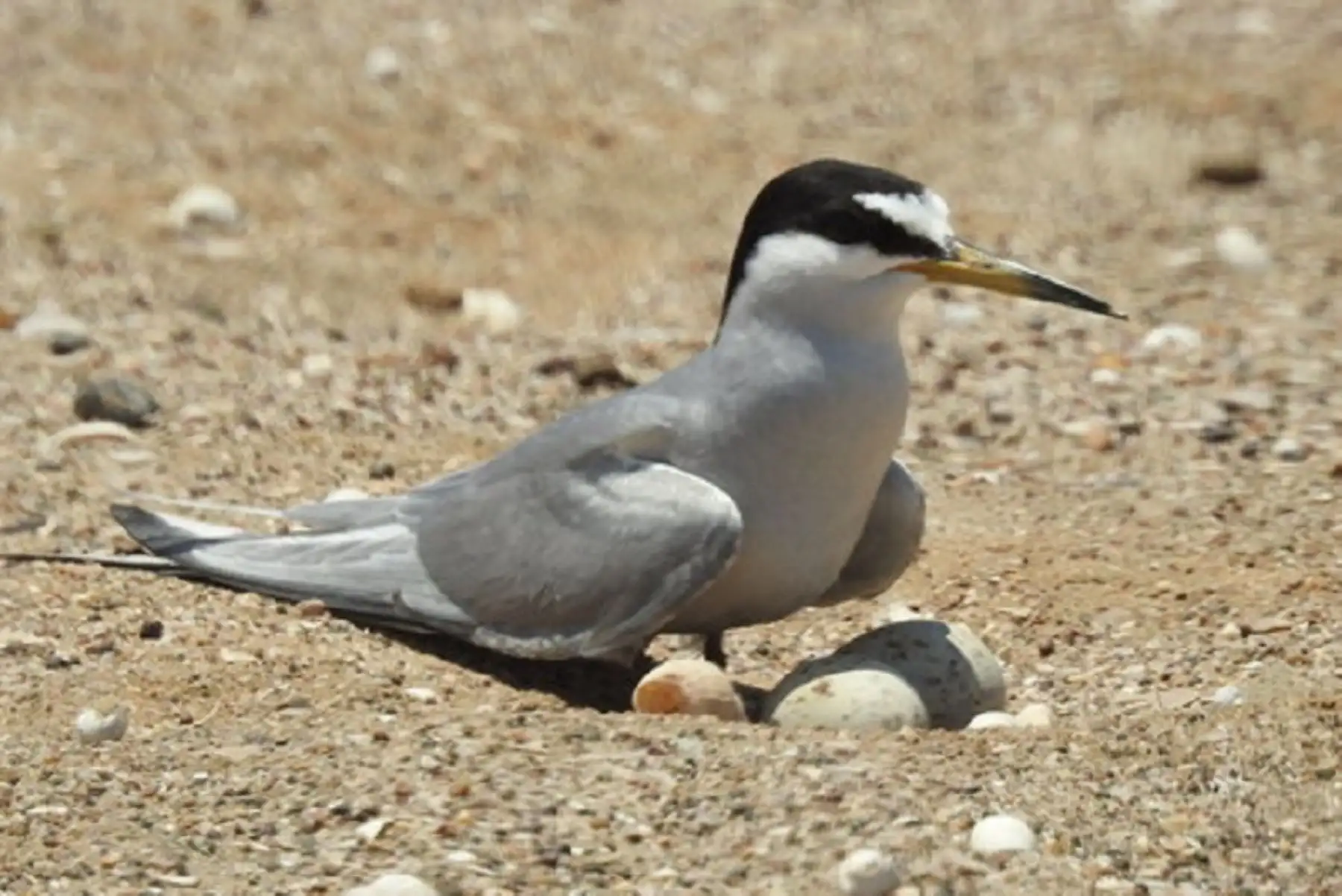 El gaviotín peruano o gaviotín chico es un ave endémica de la Corriente de Humboldt. Foto: Serfor
