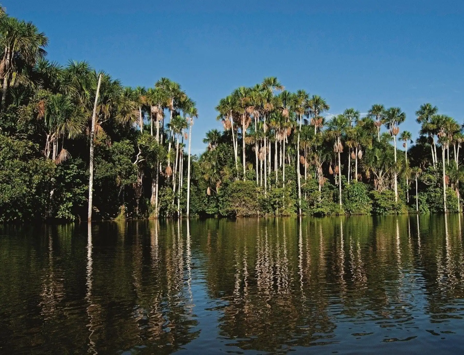 Con la celebración del Día de las Áreas Naturales Protegidas se busca posicionar a estos espacios del territorio nacional como ejes de integración social, salud, inclusión y bienestar humano, dado que constituyen la principal estrategia para la conservación de la diversidad biológica y la provisión de servicios ecosistémicos que aseguren el bienestar de las poblaciones y de las generaciones futuras. ANDINA/Difusión