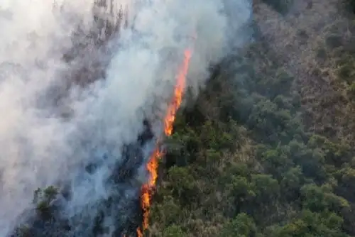 En octubre pasado la comunidad de Potsoteni registró más de 800 hectáreas afectadas por los incendios forestales y la comunidad de Saniveni cerca de 300.ANDINA/Difusión
