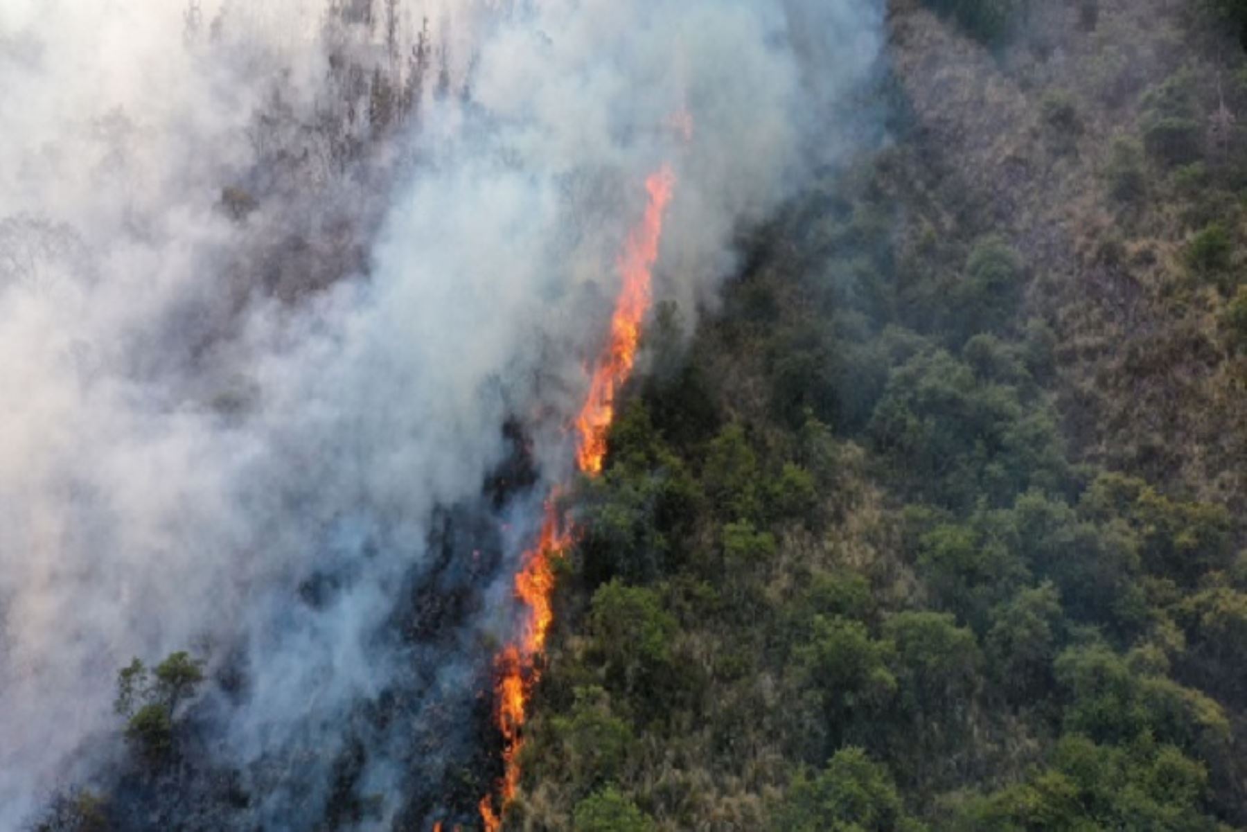 En octubre pasado la comunidad de Potsoteni registró más de 800 hectáreas afectadas por los incendios forestales y la comunidad de Saniveni cerca de 300.ANDINA/Difusión