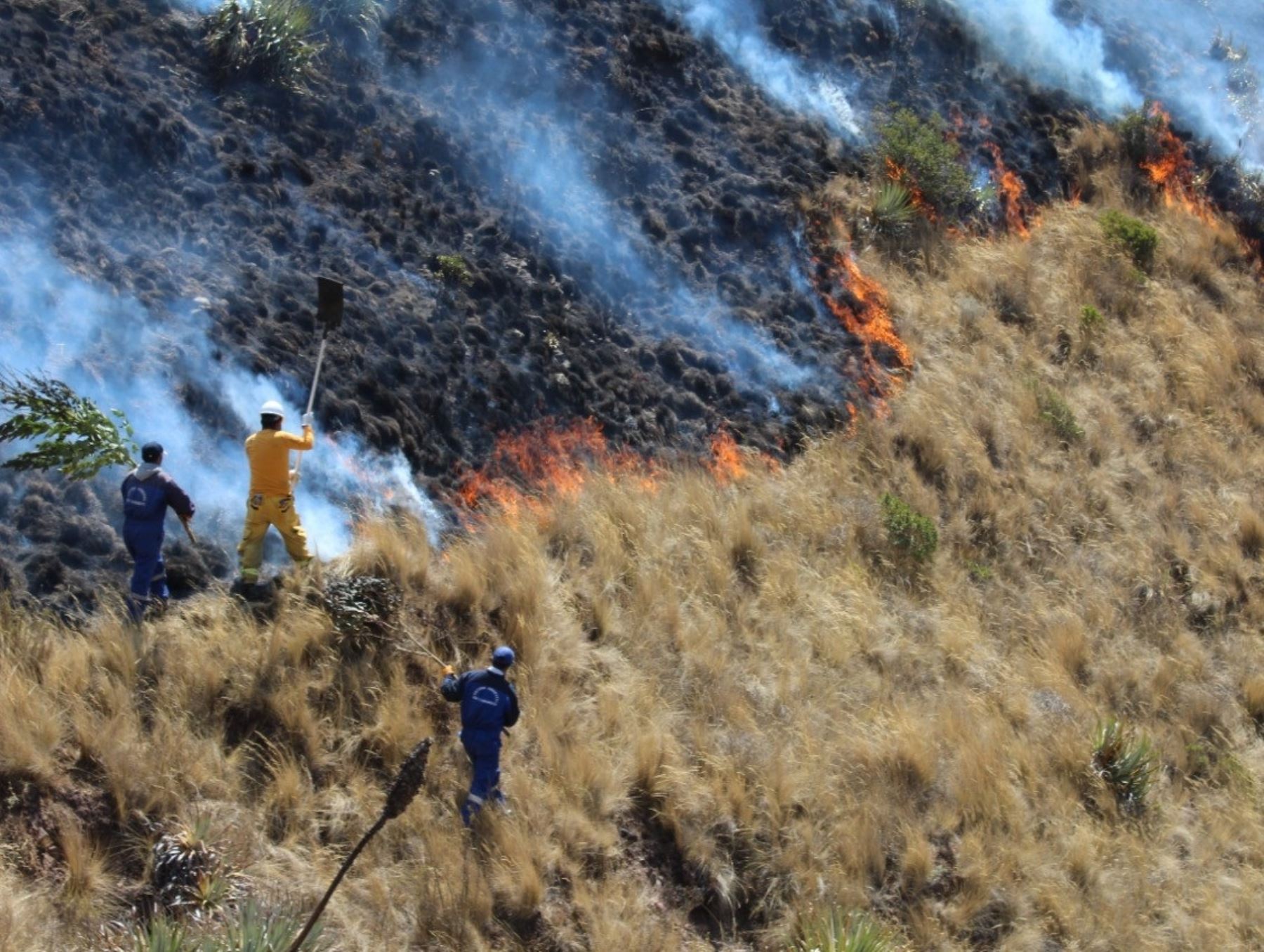 Brigadas reanudan sus labores para controlar el incendio forestal en la provincia cusqueña de Quispicanchi, que hasta el momento ha causado daños en más de 2,000 hectáreas de cobertura natural. ANDINA/Difusión