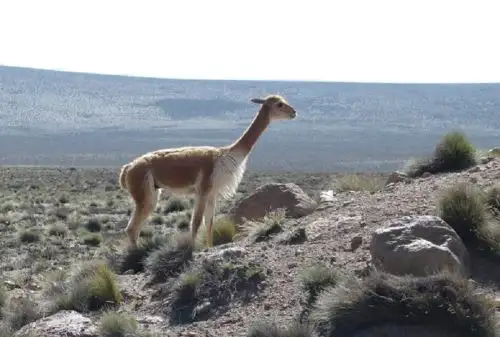 La Reserva Nacional Salinas y Aguada Blanca conmemora su 42 aniversario como área natural protegida por el Estado, conservando extraordinarios recursos de fauna, flora y paisajísticos de la zona y brindando valiosos servicios ambientales que benefician a más de un millón de peruanos. Foto: Facebook/Reserva Nacional Salinas y Aguada Blanca-Sernanp
