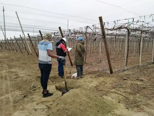 Sunafil reporta vulneración de derechos laborales y exposición de riesgos en empresa agroexportadora ubicada en Ica. ANDINA/Difusión