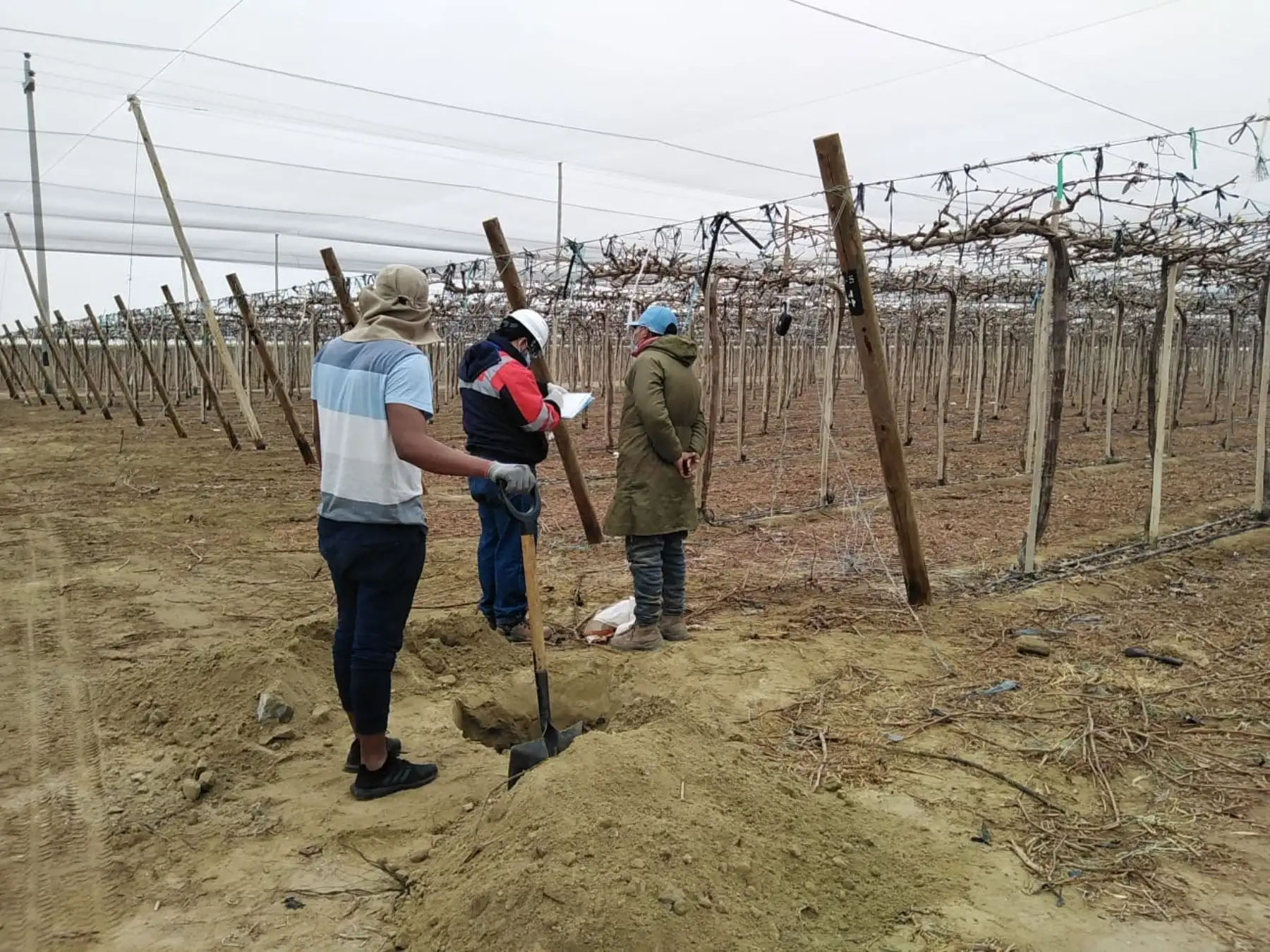 Sunafil reporta vulneración de derechos laborales y exposición de riesgos en empresa agroexportadora ubicada en Ica. ANDINA/Difusión