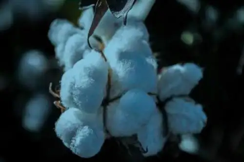 En Lambayeque hay entre 200 y 300 hectáreas de algodón, pero deberíamos tener de 2,000 a 3,000 hectáreas, señaló el ITP. Foto: ANDINA/ITP