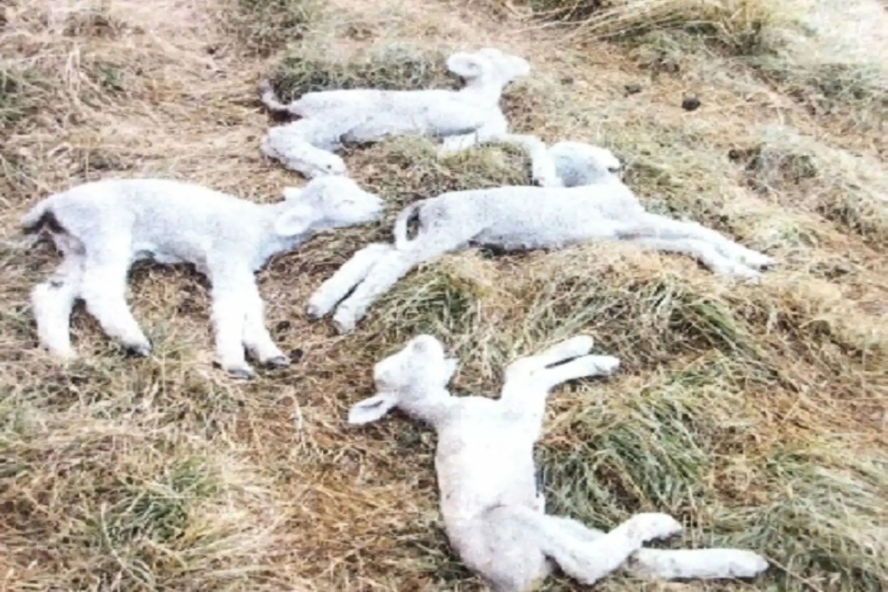 El COER Pasco informó que 700 animales sufren enfermedades respiratorias en el distrito de Ninacaca debido a las fuertes heladas.