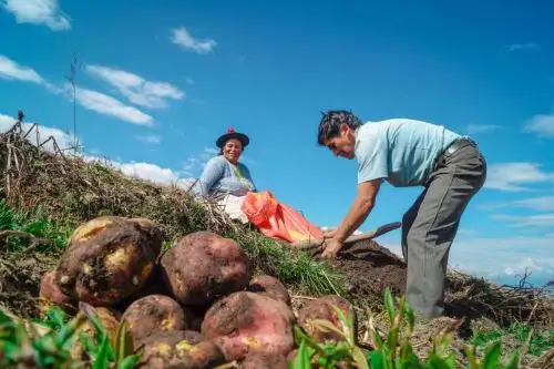Producción agraria. Foto: cortesía Midagri.