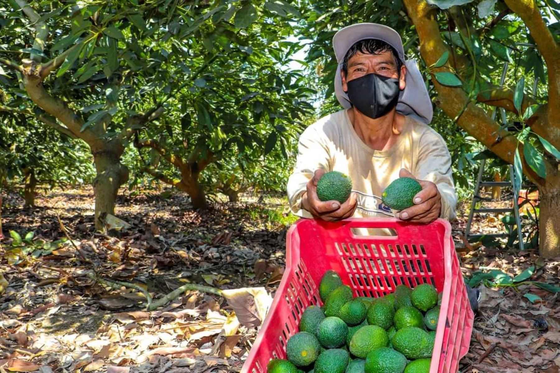 Pequeños productores que se dedican a la agricultura familiar son los más beneficiados con el crecimiento de la exportación de palta, destacó el Senasa.