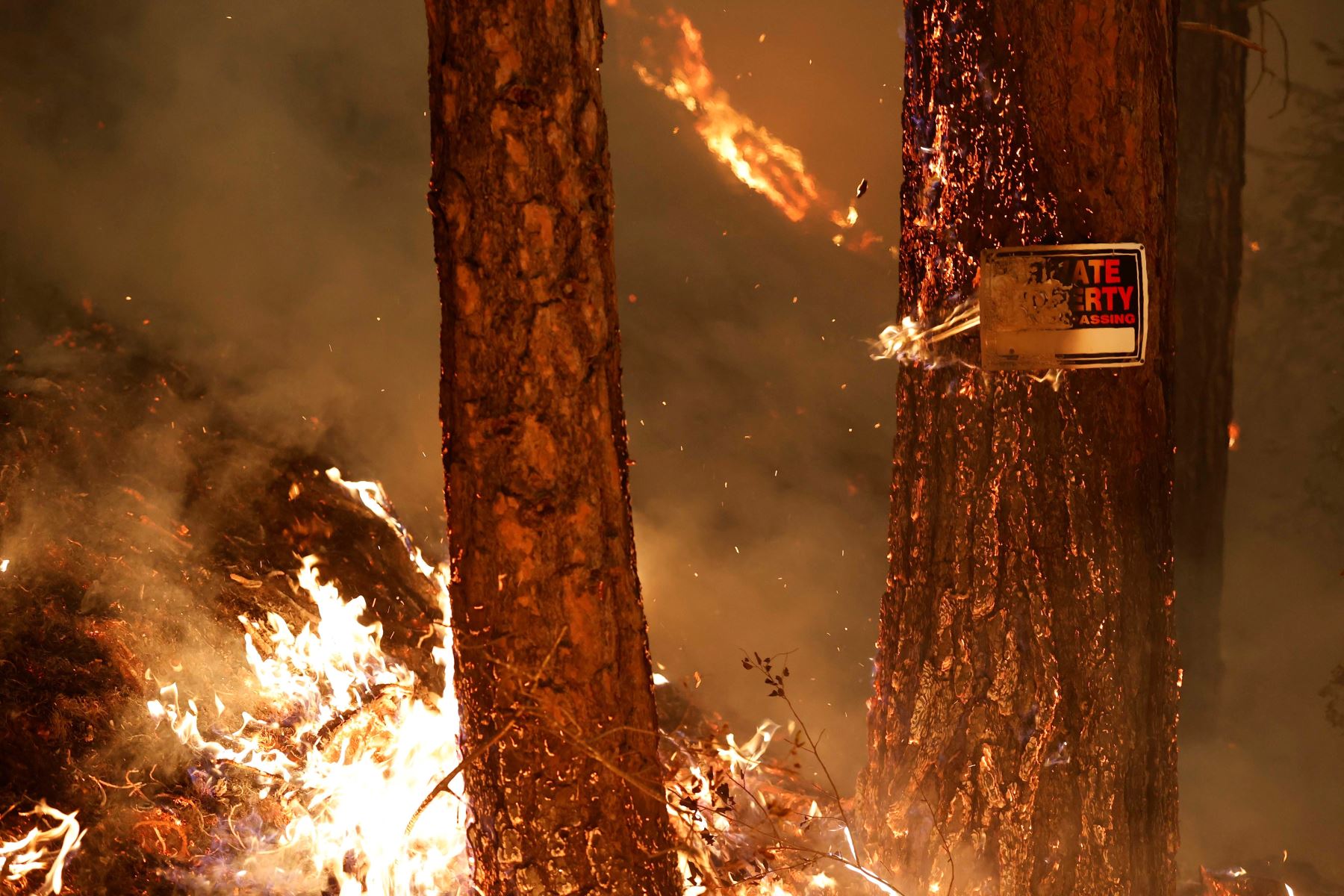 El incendio de Dixie en el norte de Sierra Nevada ha quemado 198 378 hectáreas de bosque, en California. Foto: EFE