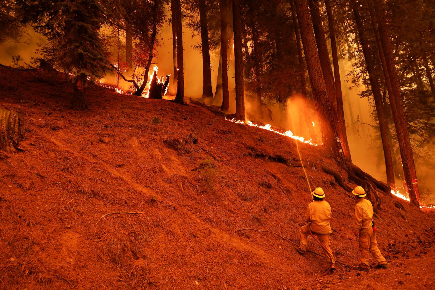 Los bomberos intentan controlar el incendio de Dixie en el condado de Plumas cerca de Taylorsville, California, EE. UU. Foto: EFE