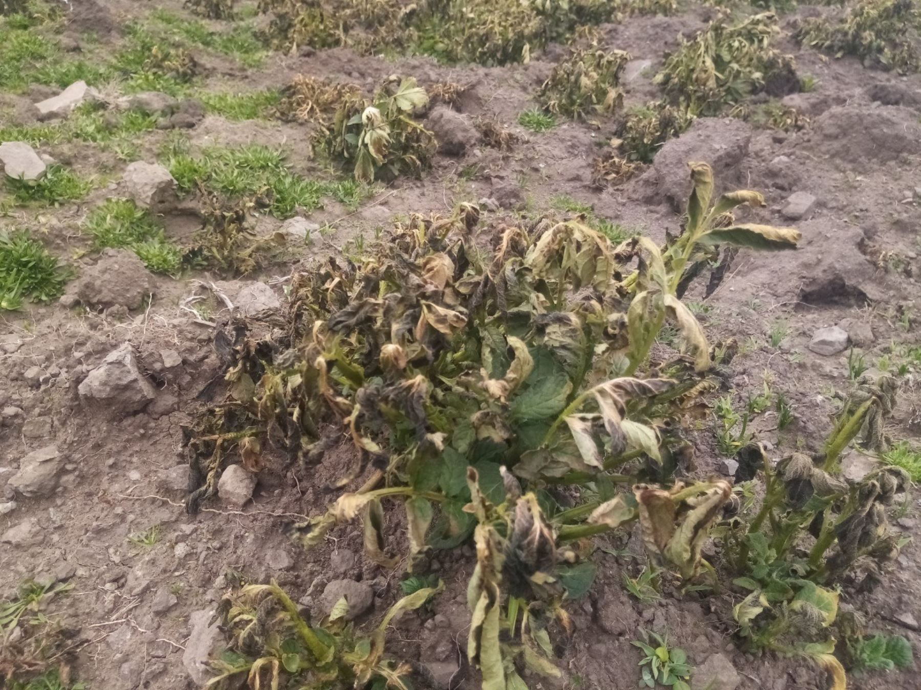El descenso de la temperatura mínima afecta cultivos de agricultores de la provincia de Aija, región Áncash.