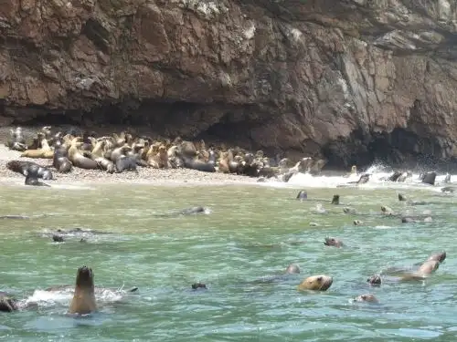 Tome en cuenta estas recomendaciones elaboradas por el Serfor si avista un lobo marino en la playa. ANDINA/Difusión