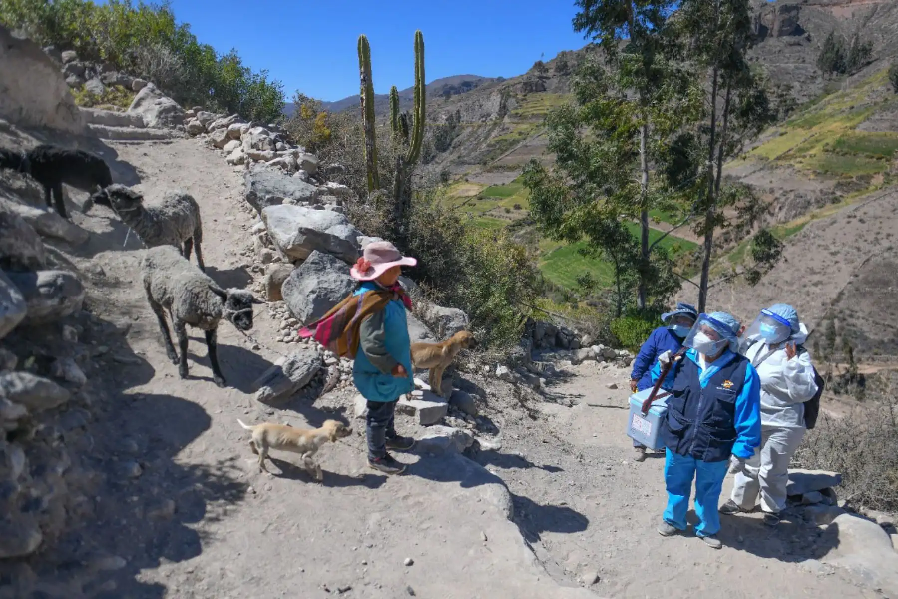 Brigada de enfermeras y personal de salud caminan más  de 5 horas para inmunizar con la segunda dosis de la vacuna Pfizer para combatir el covid - 19 en la  provincia de Caylloma de la región de Arequipa.
Foto: Cortesía Diego Ramos
