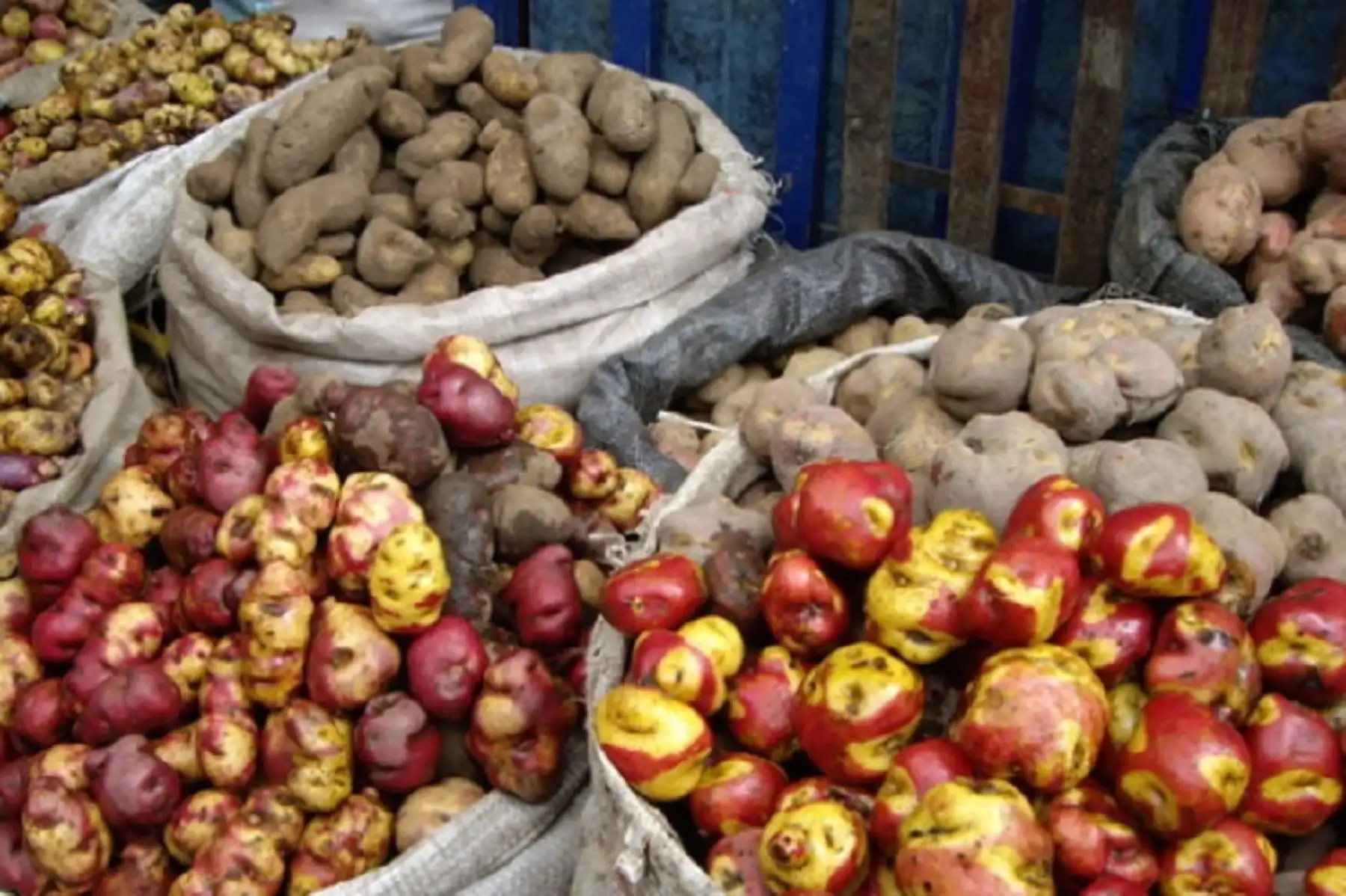 Papas nativas. Foto: Ministerio del Ambiente