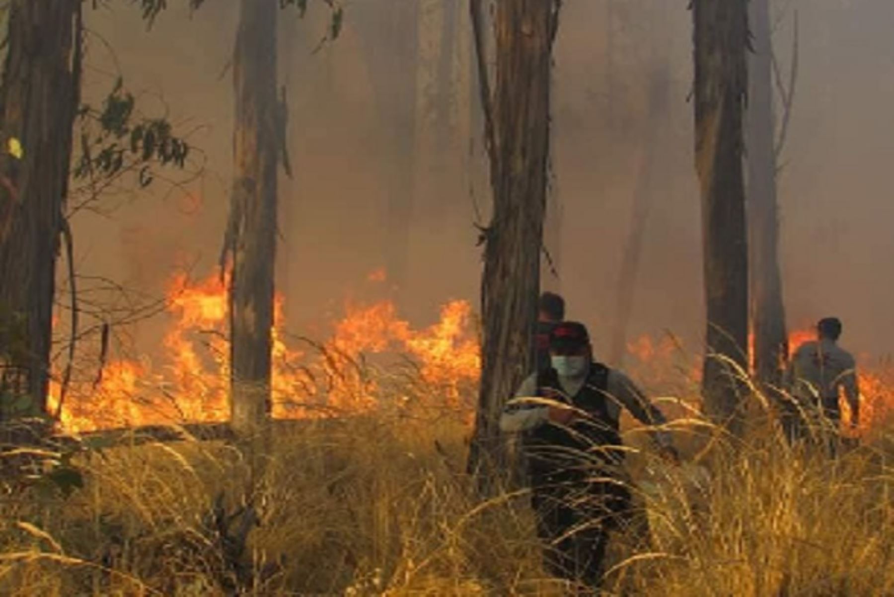 Huancayo: incendio causado por desconocidos en fundo El Porvenir consumió vegetación