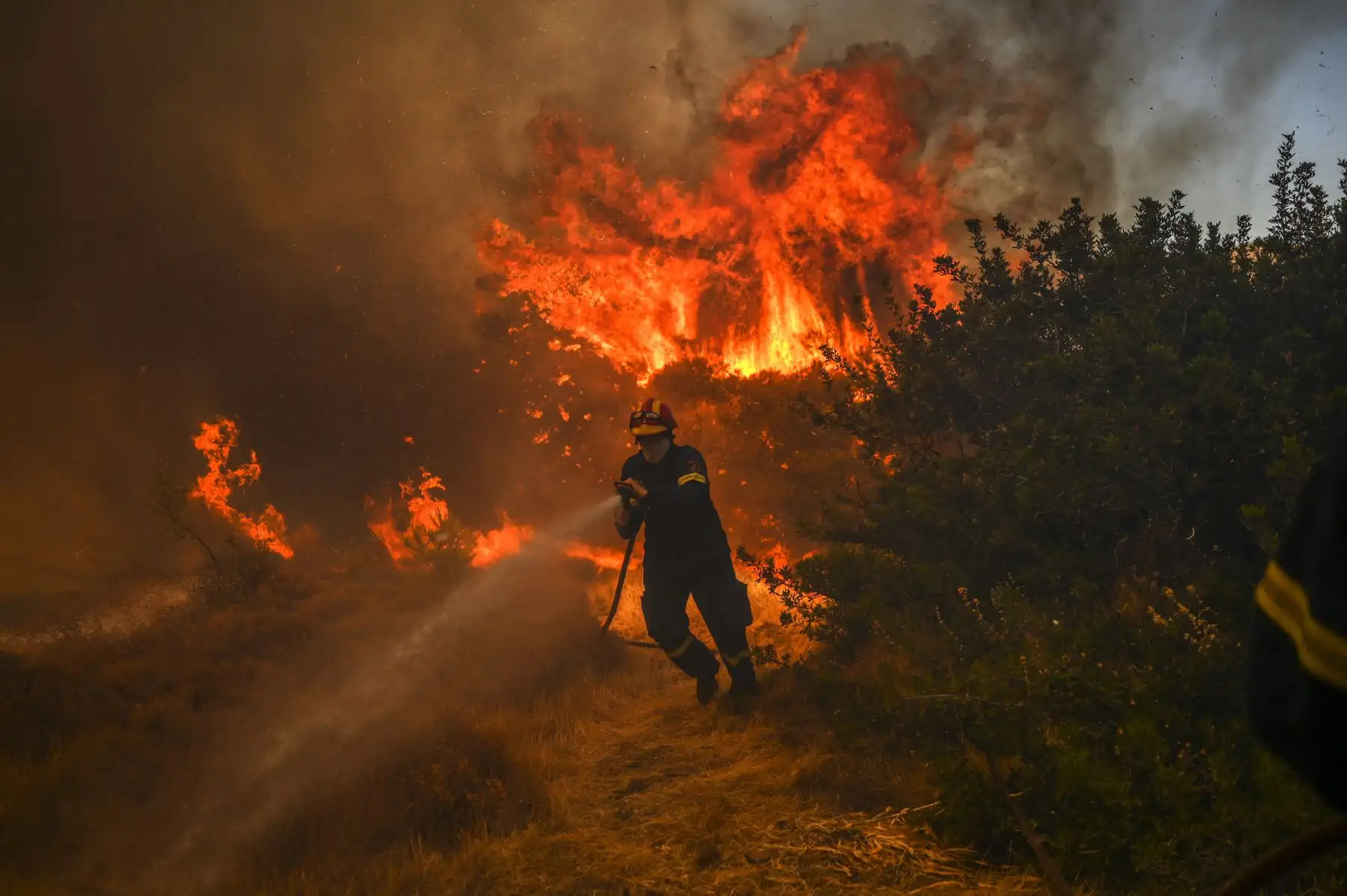 Un bombero se esfuerza mientras utiliza una manguera para extinguir el incendio en el pueblo de Markati, cerca de Atenas, en Grecia. Foto: AFP