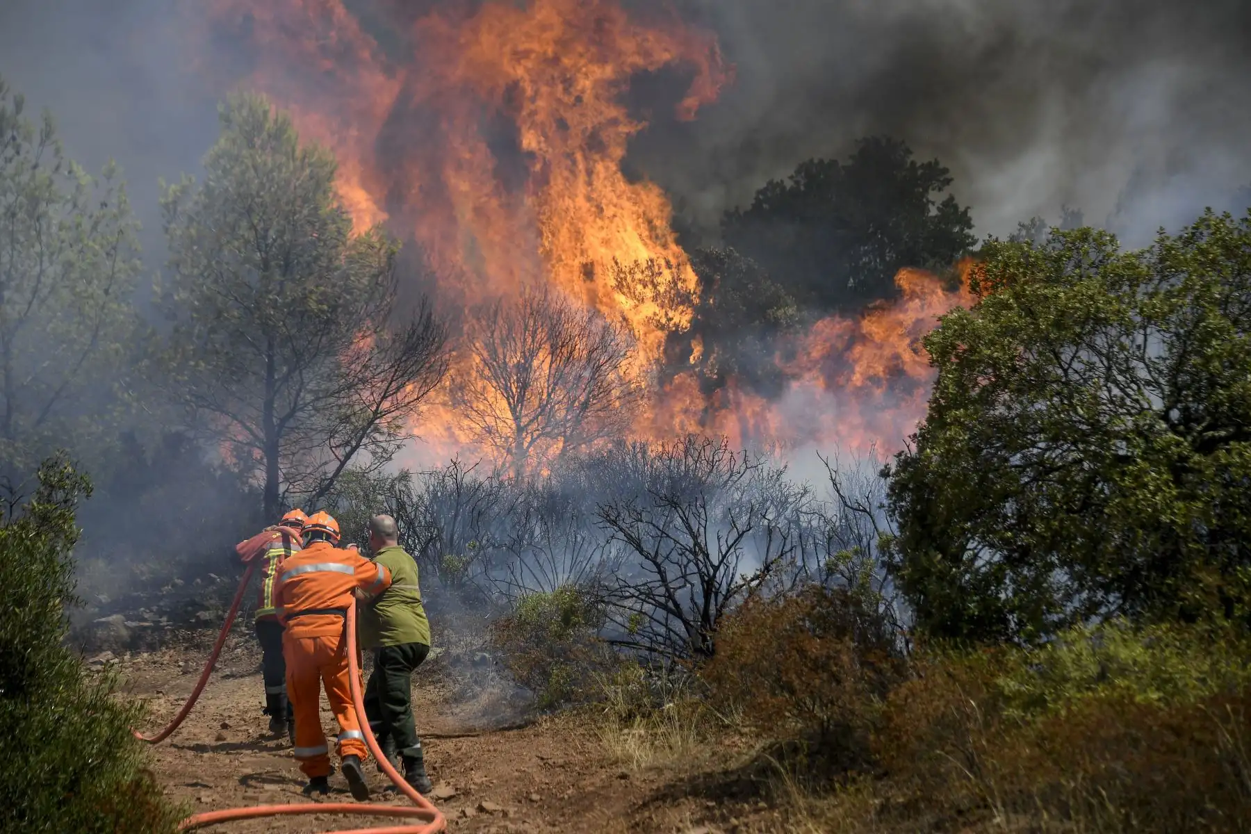 Los bomberos franceses utilizan una manguera de agua para extinguir un incendio forestal en Gonfaron, en el departamento francés de Var, en el sur de Francia.
Foto: AFP