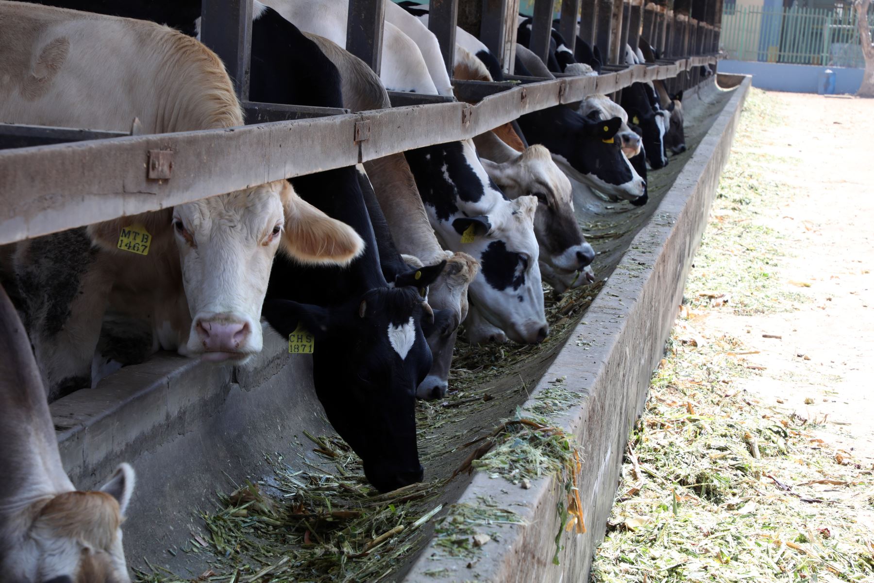UNALM realiza estudio para disminuir impacto del gas metano en el ambiente. Iniciativa busca contribuir con una ganadería sostenible en nuestro país, a partir de estándares ecológicos. Foto: UNALM