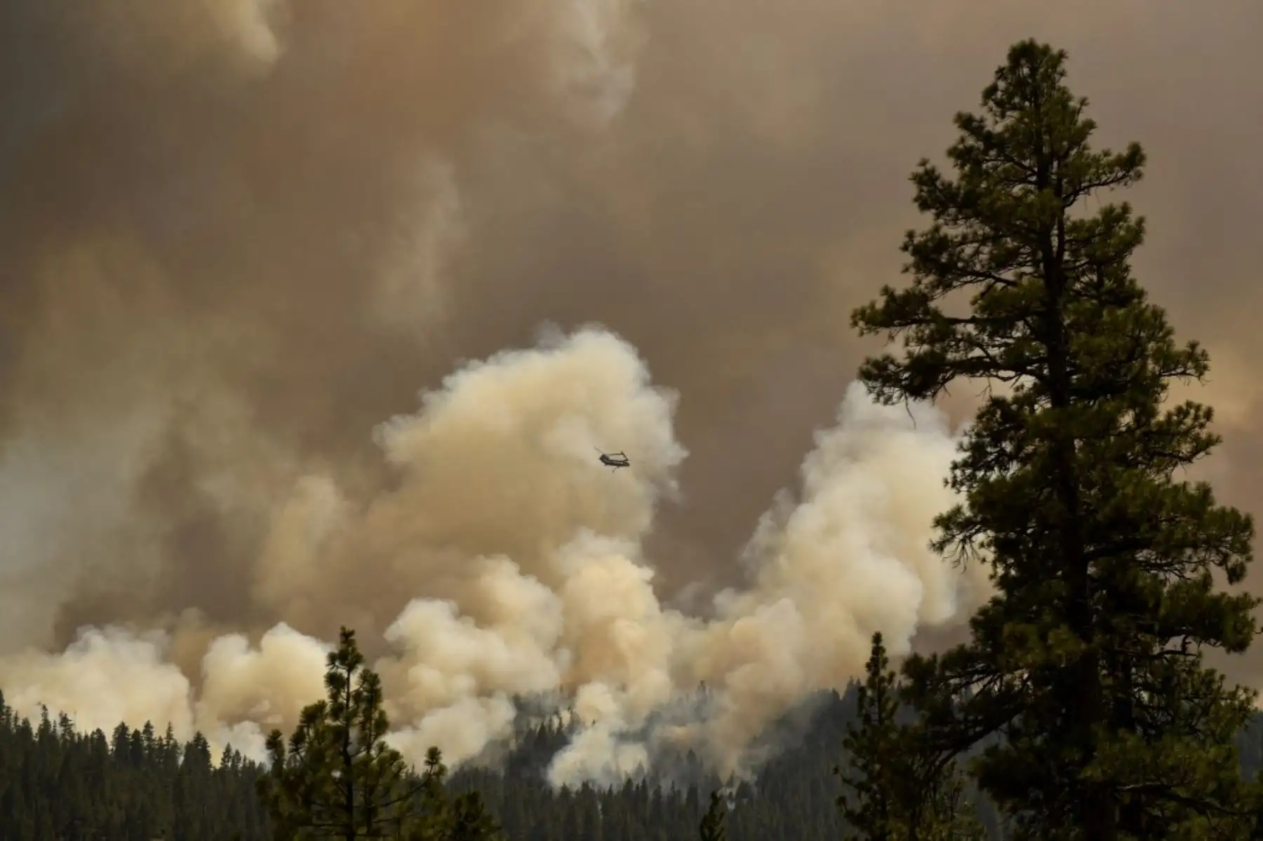 Un nuevo incendio en California se multiplica por 24 en las últimas horas. Foto: AFP