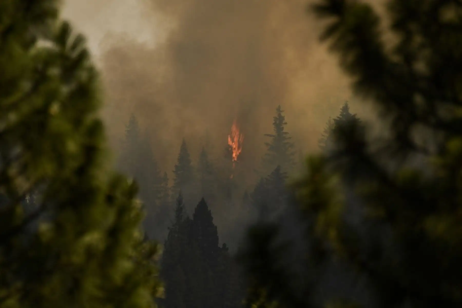 Ante esta situación, el gobernador californiano, Gavin Newsom, declaró el martes el estado de emergencia para el condado de El Dorado debido al incendio, que devastó Grizzly Flats, unos 100 kilómetros al este de Sacramento. Foto: AFP