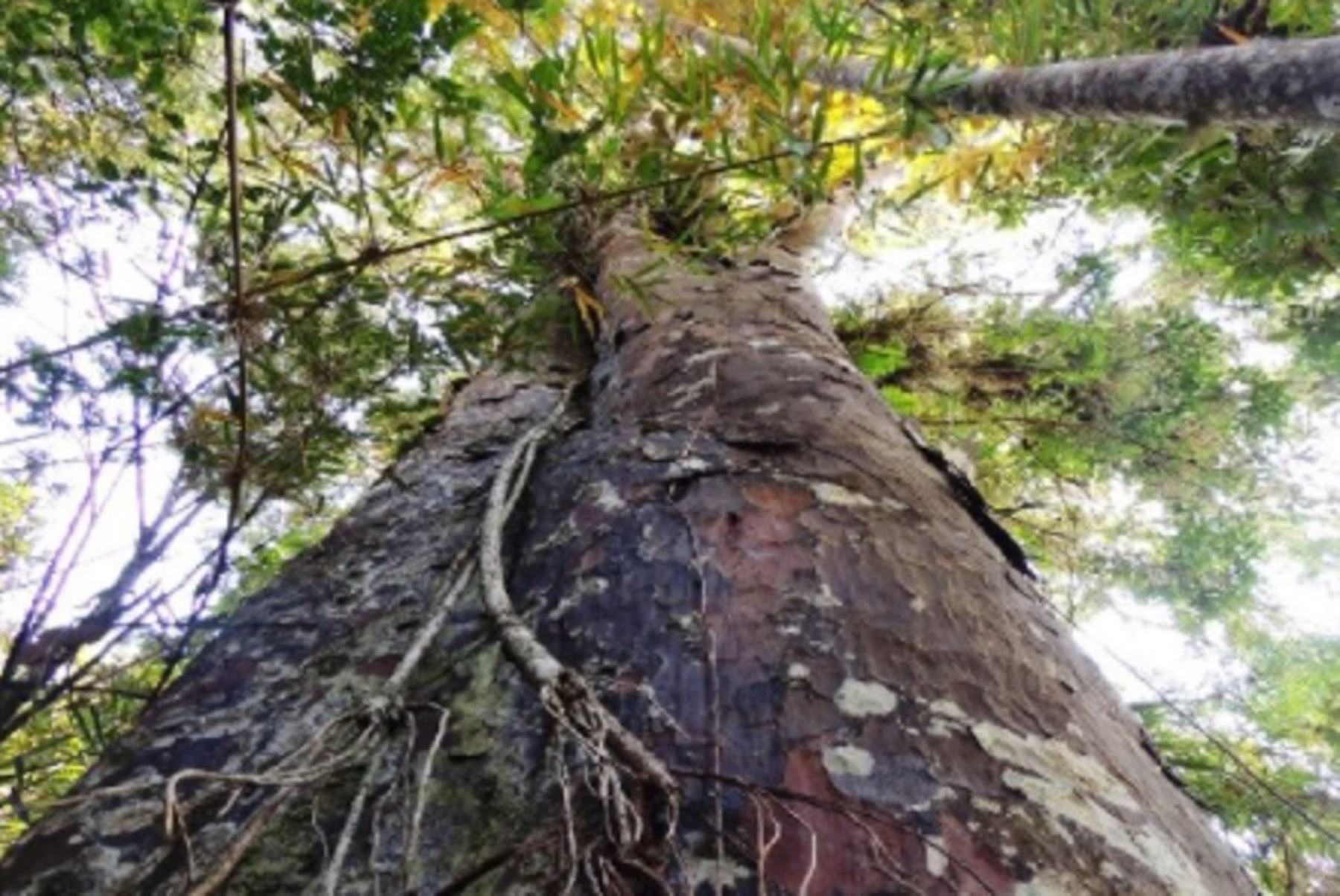 El árbol del romerillo es uno de los más altos de los bosques de neblina en Cajamarca y puede crecer entre 30 y 45 metros de altura, con un diámetro de tronco que va de 50 a 1.80 centímetros.